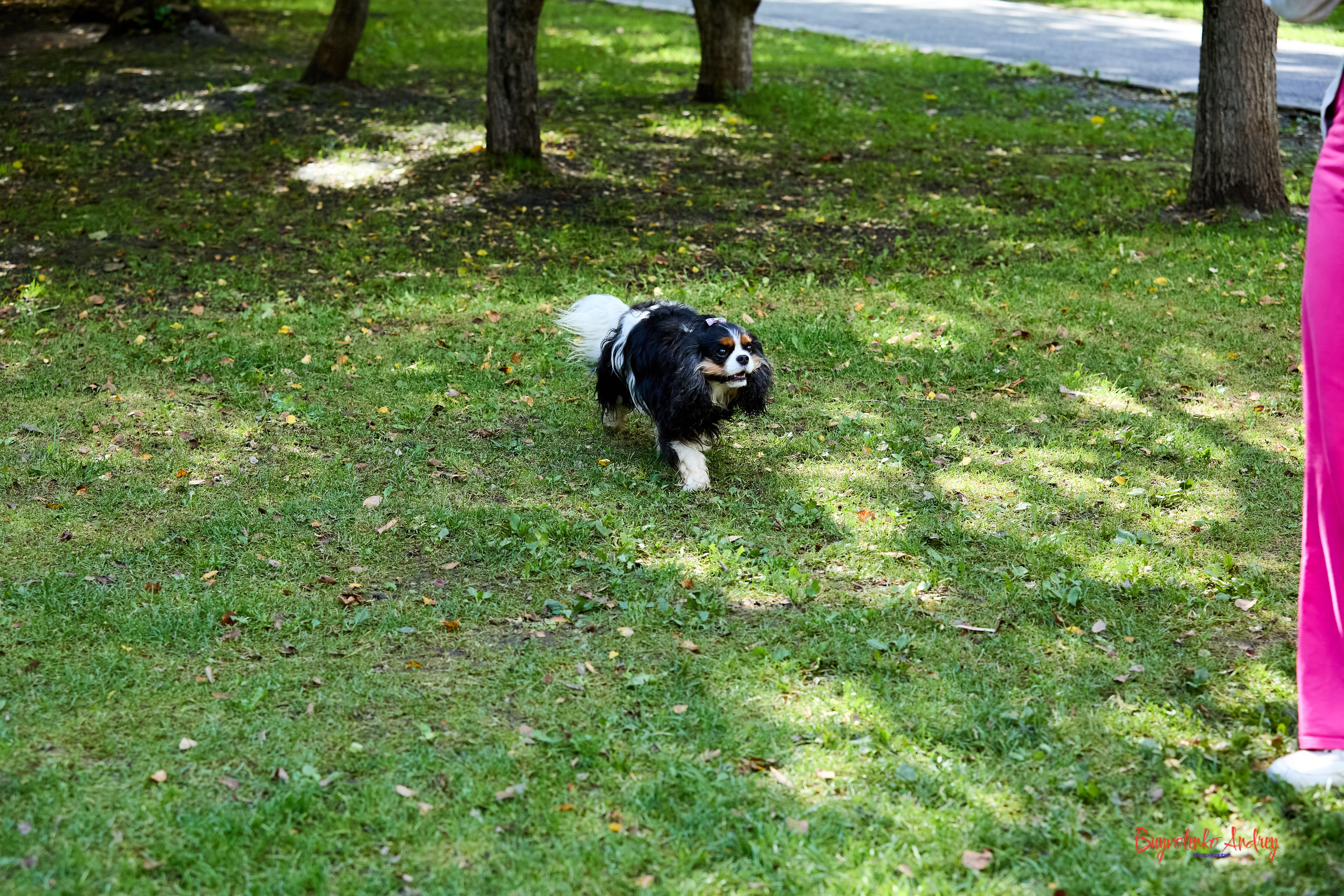 Фотопрогулка с кавалерами. Buyvolenko Andrey