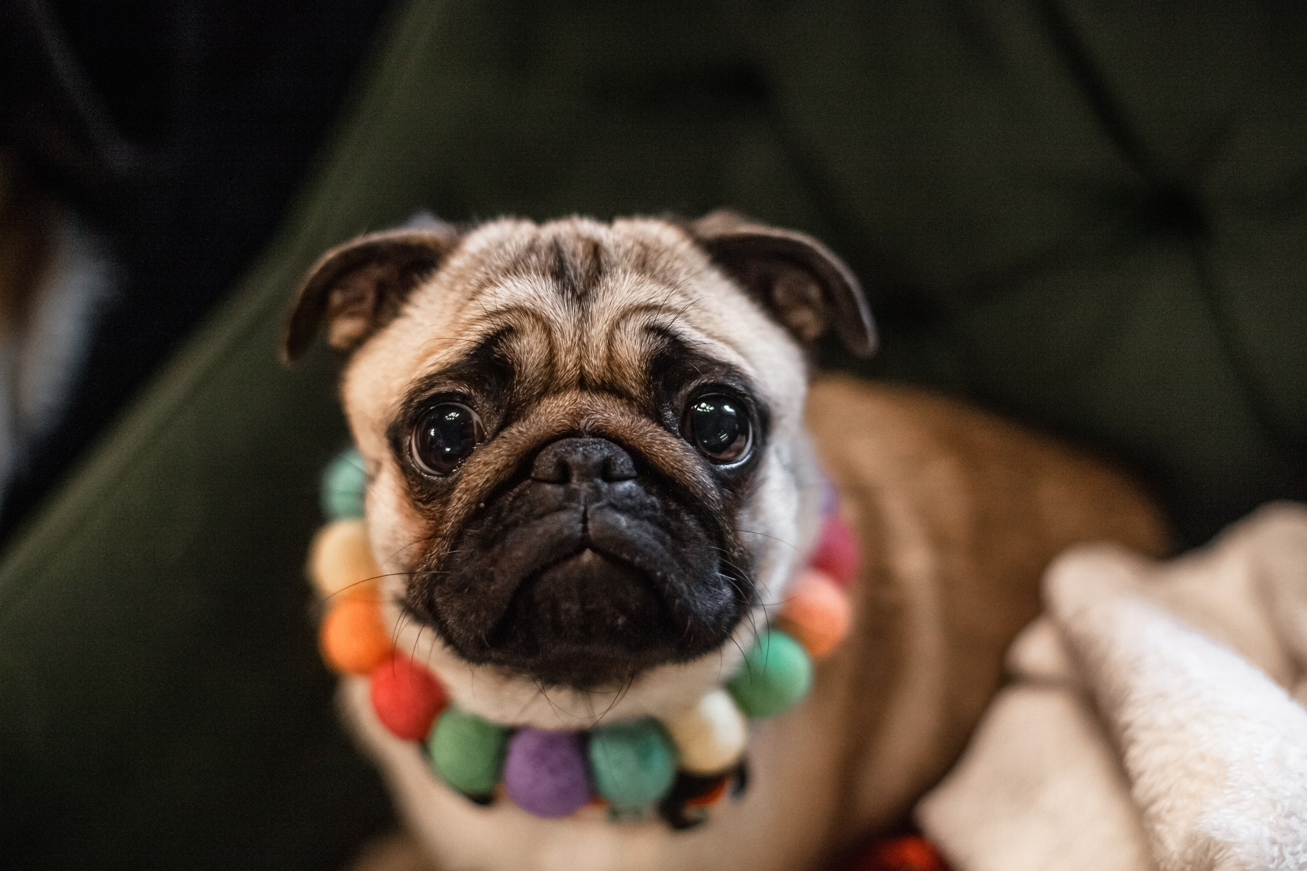 Мопсовстреча 02.12.2023. Фотограф-анималист Татьяна Степанова