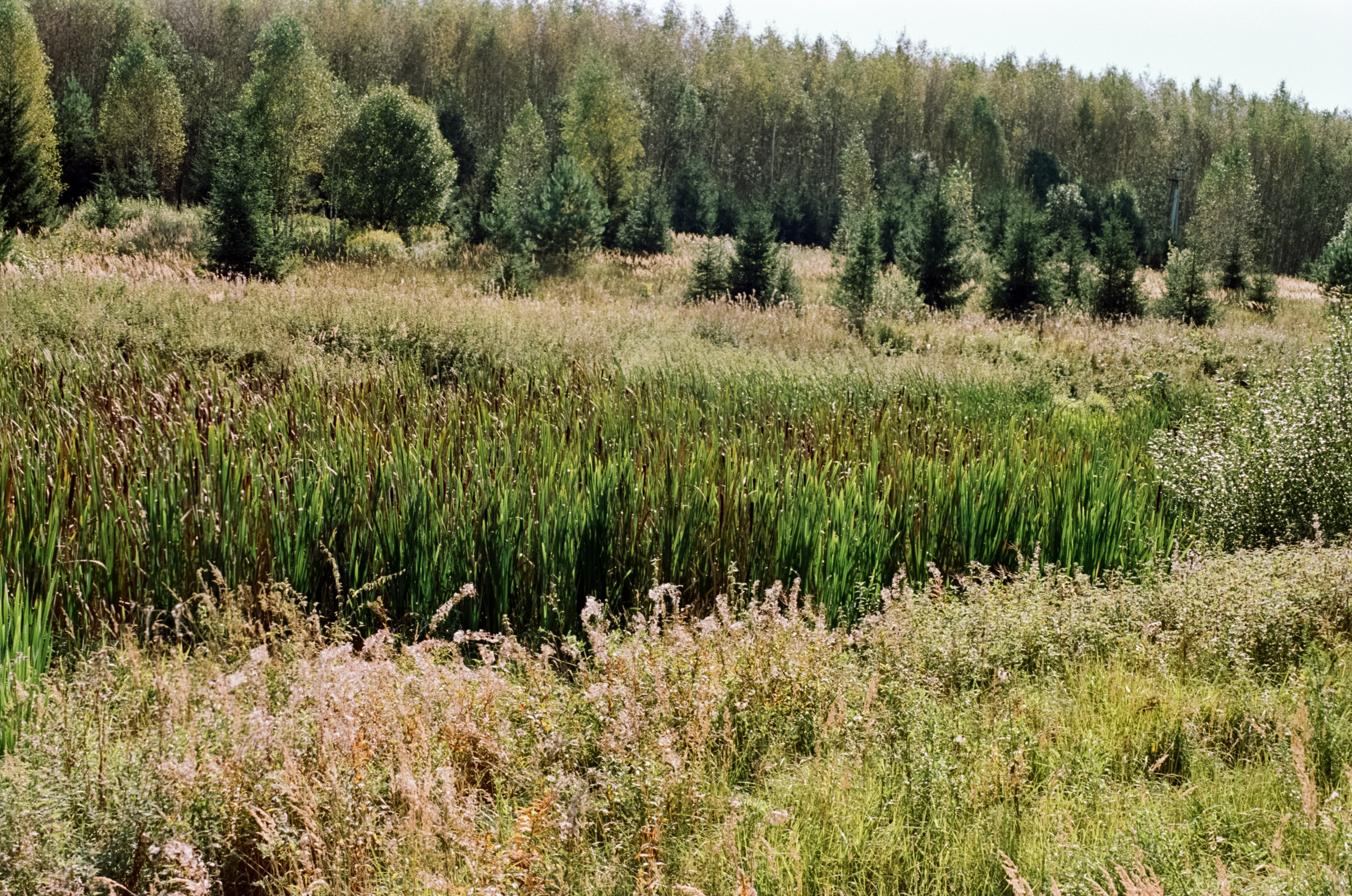 Mamiya-Sekor C 45mm f2.8 N обзор и примеры фотографий