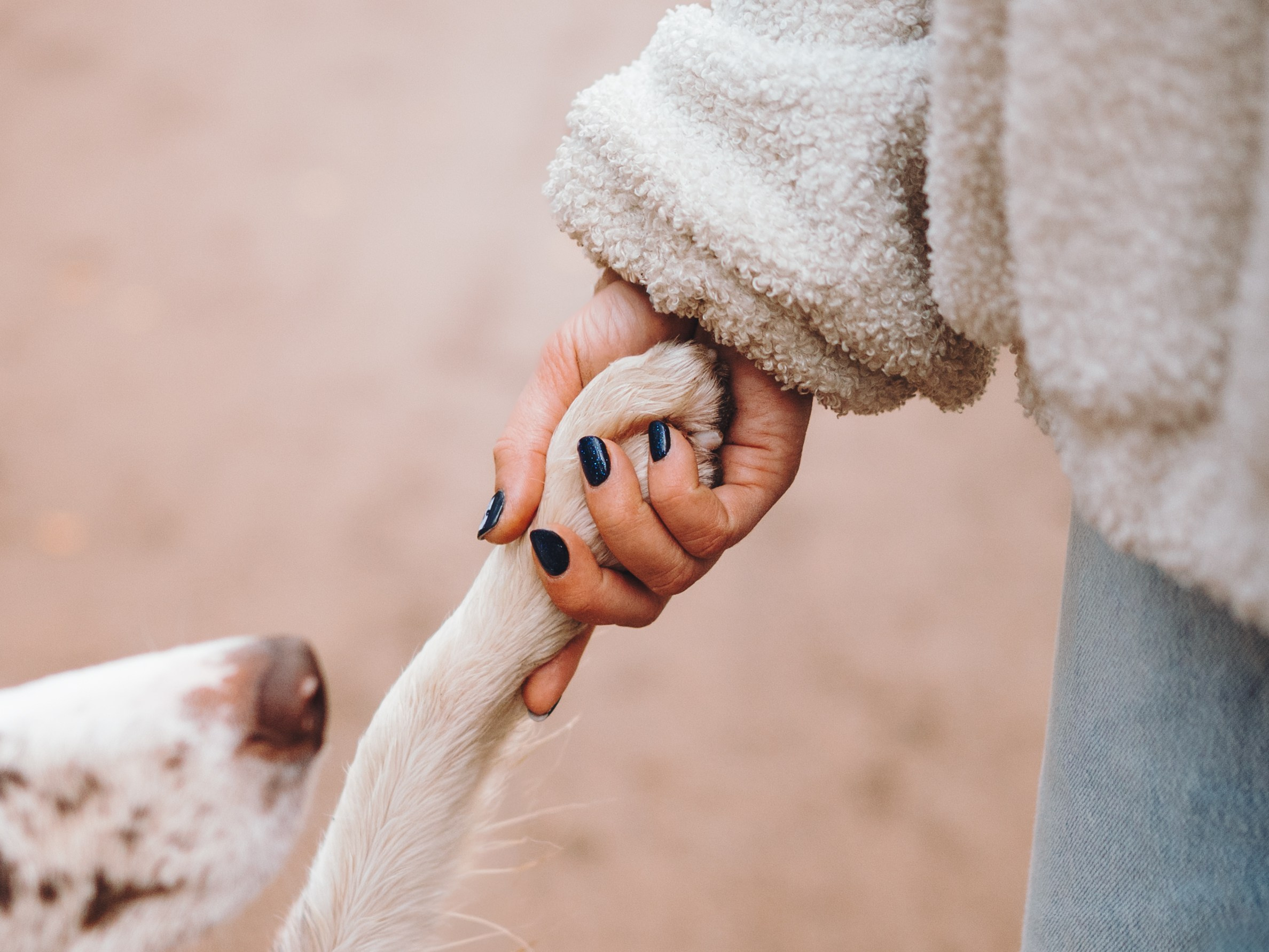 Настя, Максим, Орео и Норд. Семейный фотограф анималист Ананьева Мария — Москва
