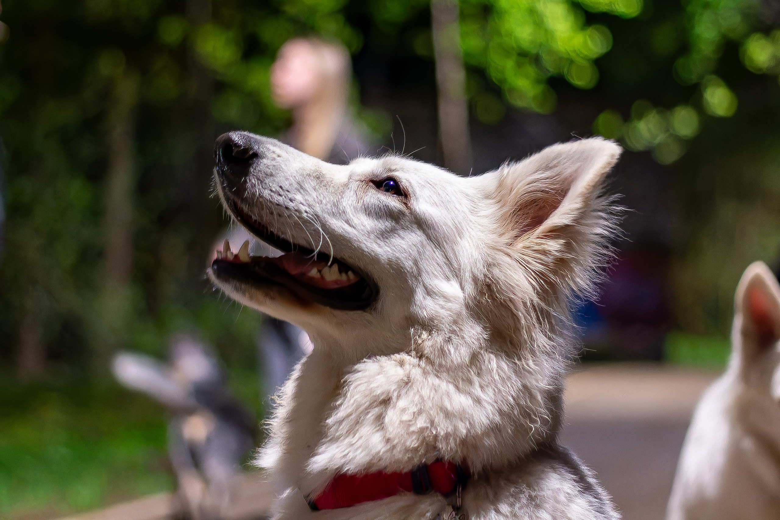 Я в душе волк!. Фотограф • Орехово-Зуево • Балашиха • TEFO