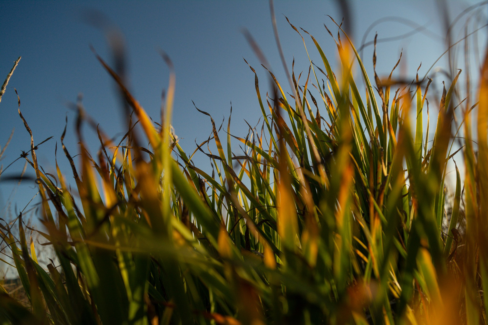 Разное. Репортажный фотограф г. Чита