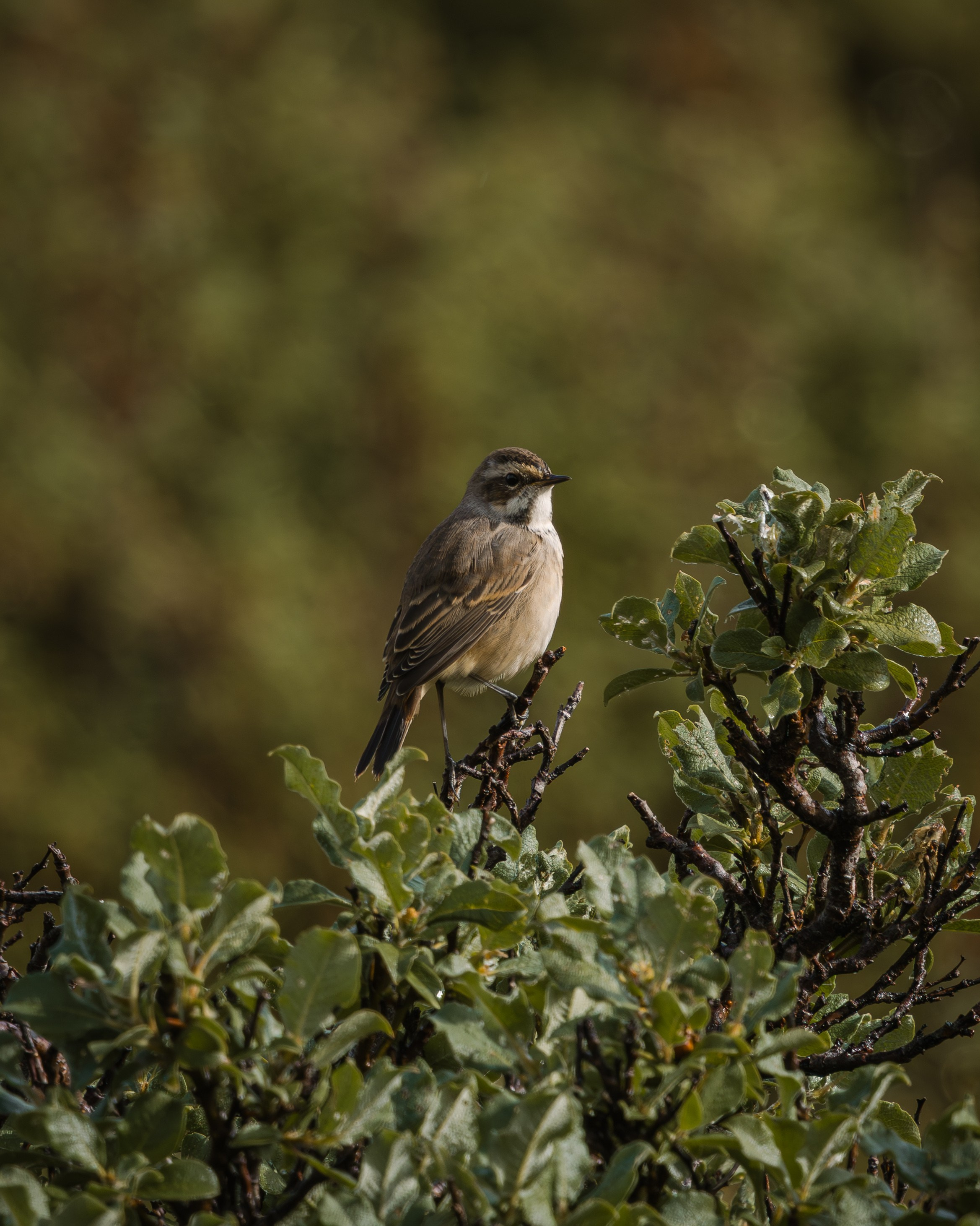 Khibinu 2025. Anton Chernov | Wildlife photographer