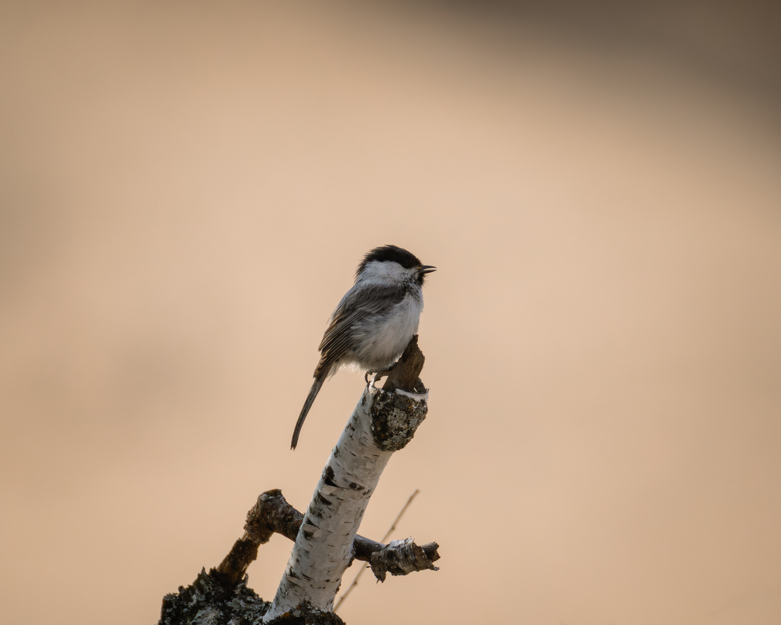 Voronezh 2026. Anton Chernov | Wildlife photographer