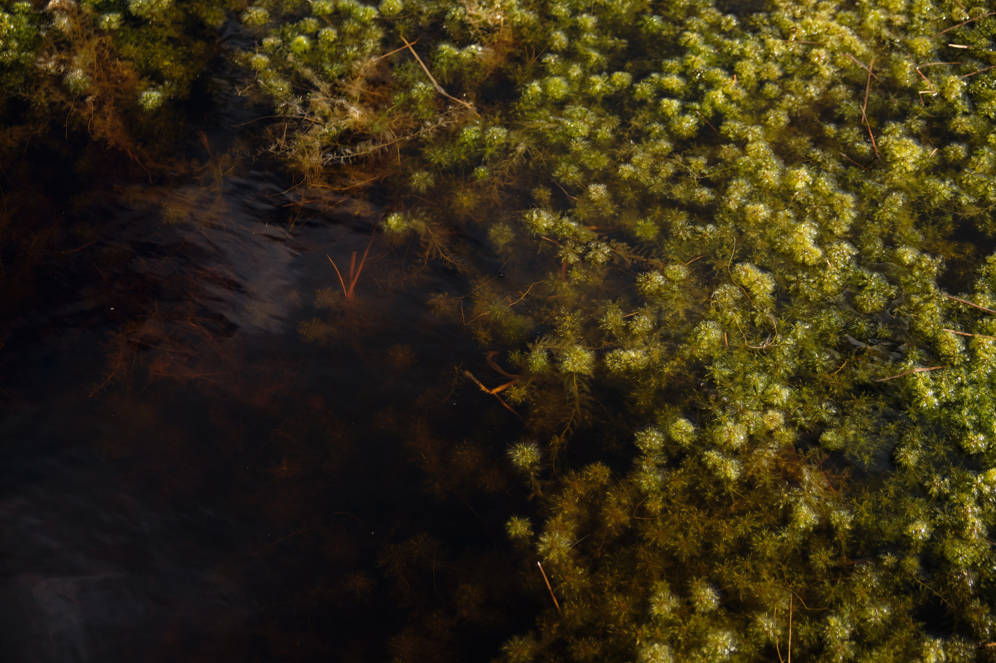 Велопоход по болоту Ельня. Репортажный фотограф Дмитрий Литвинский. Минск, Беларусь, мир