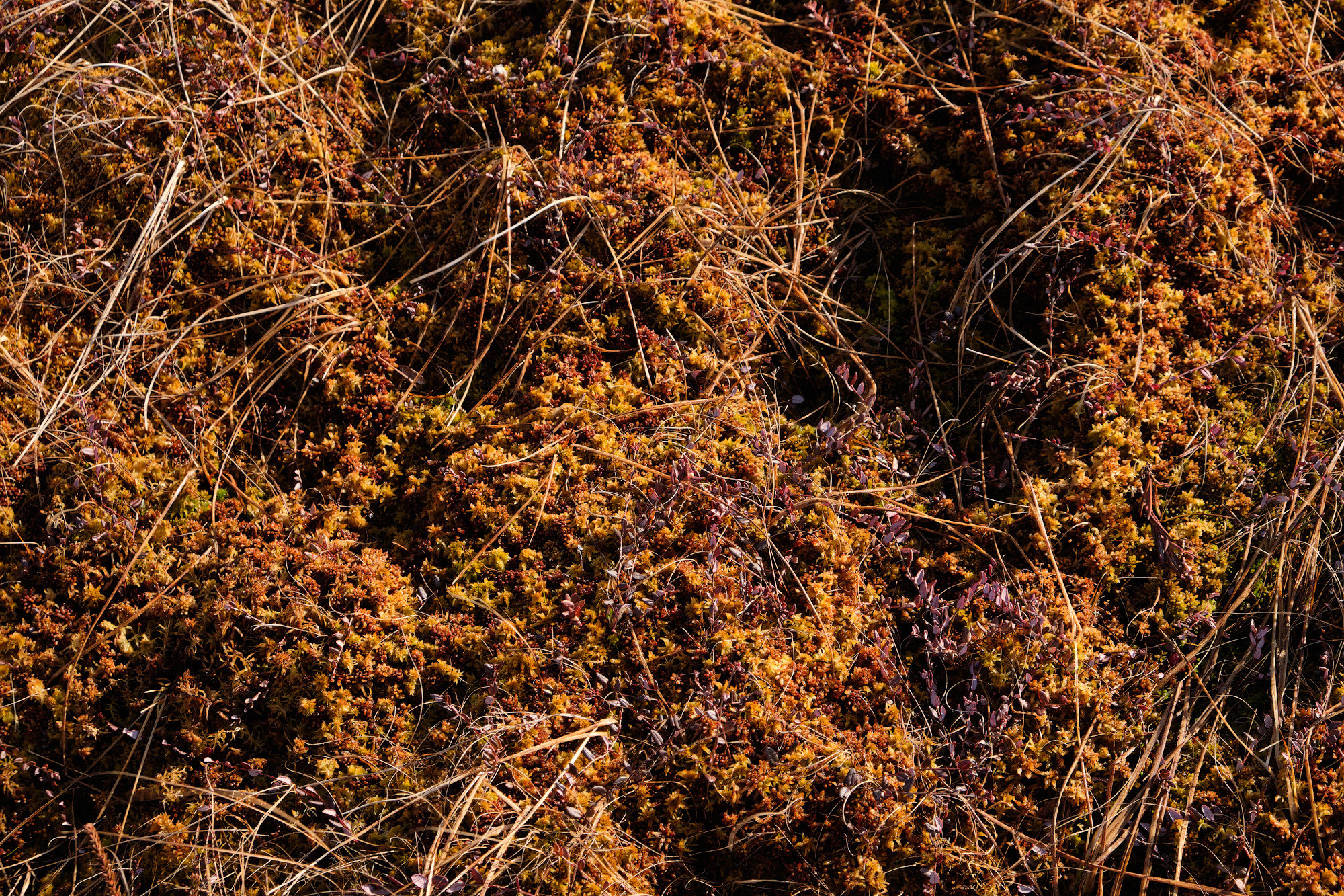 Велопоход по болоту Ельня. Репортажный фотограф Дмитрий Литвинский. Минск, Беларусь, мир