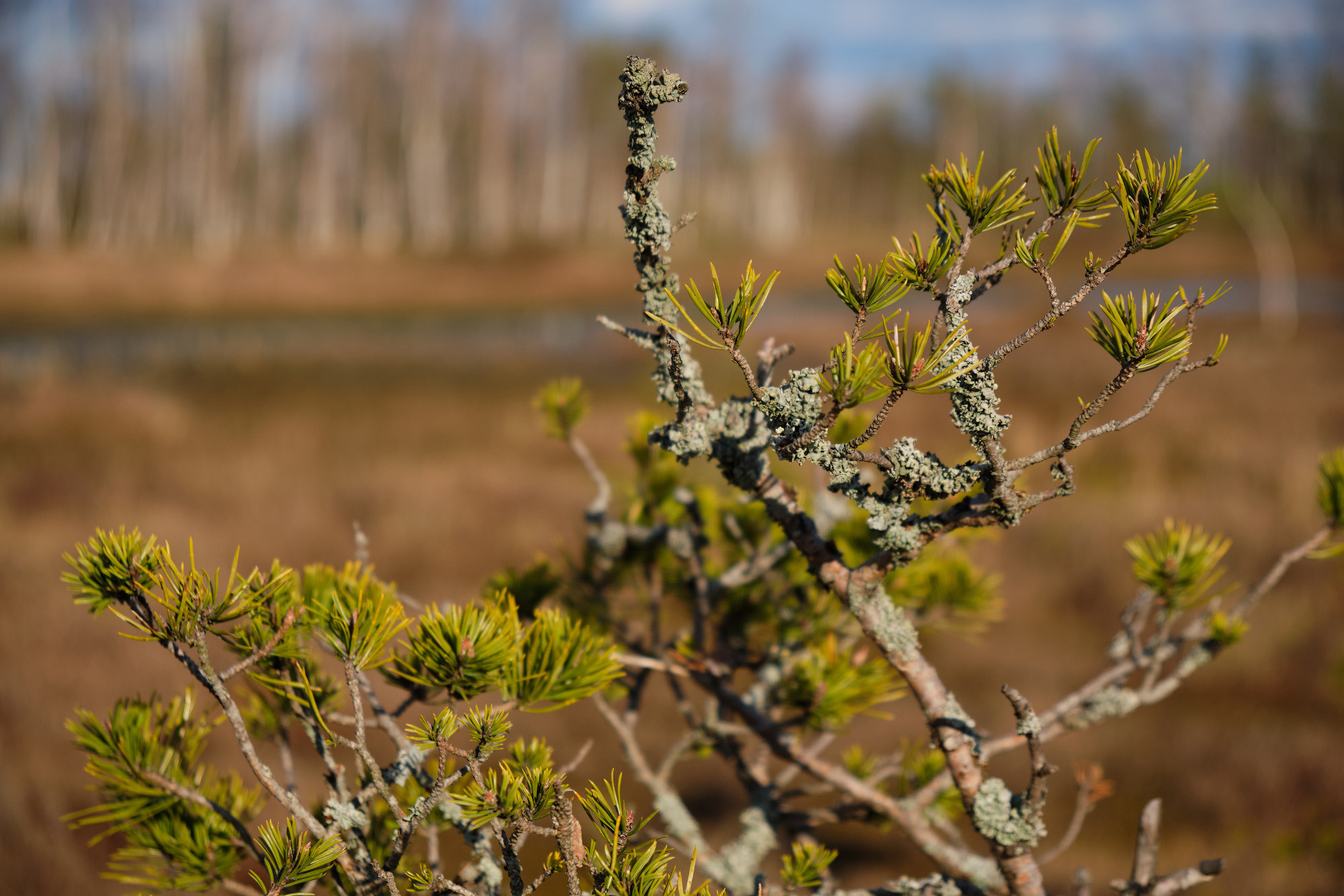 Велопоход по болоту Ельня. Репортажный фотограф Дмитрий Литвинский. Минск, Беларусь, мир