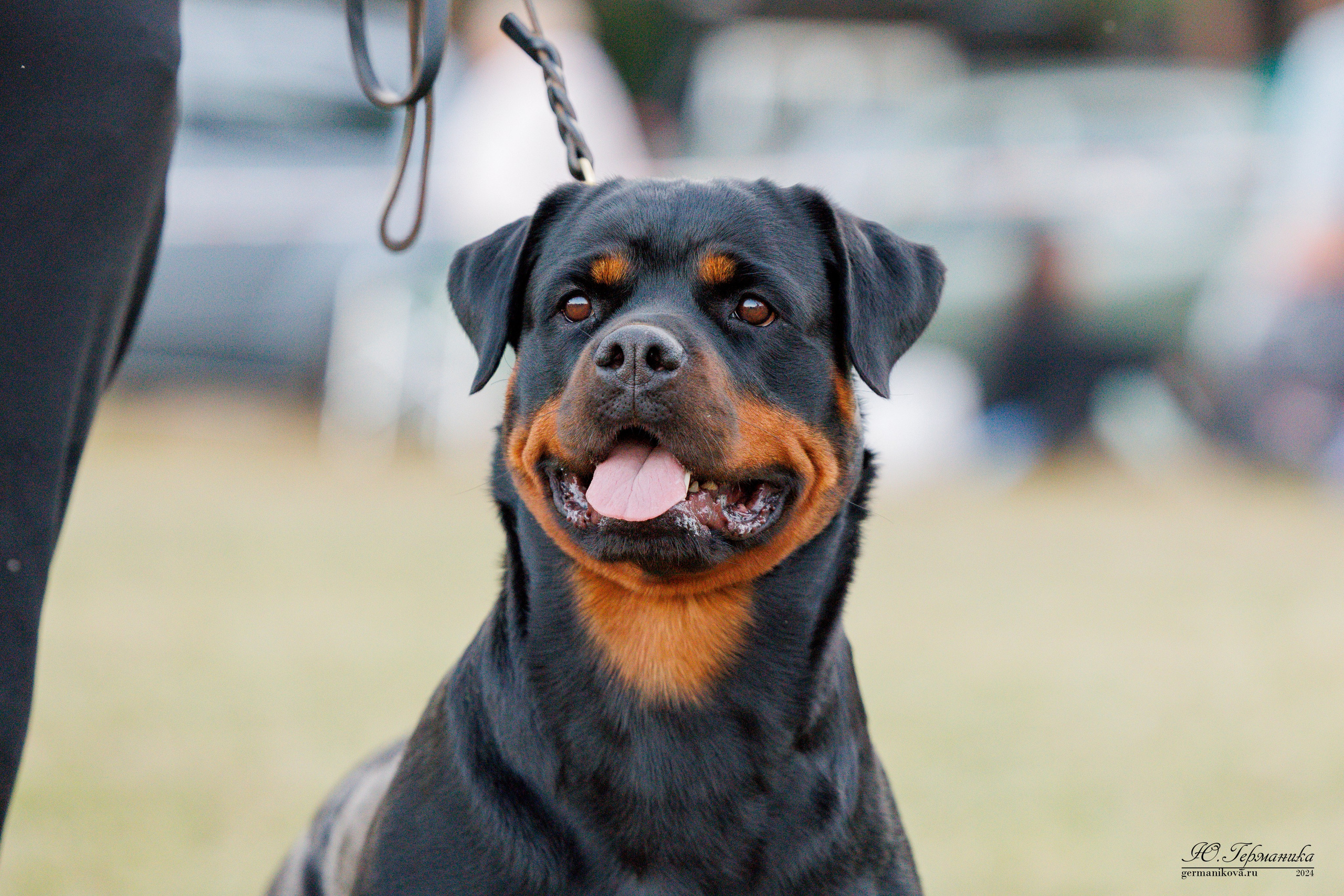 ПК и КЧК ротвейлеры Тверь 6-7.07.2024. Фотограф-анималист Юлия Германика