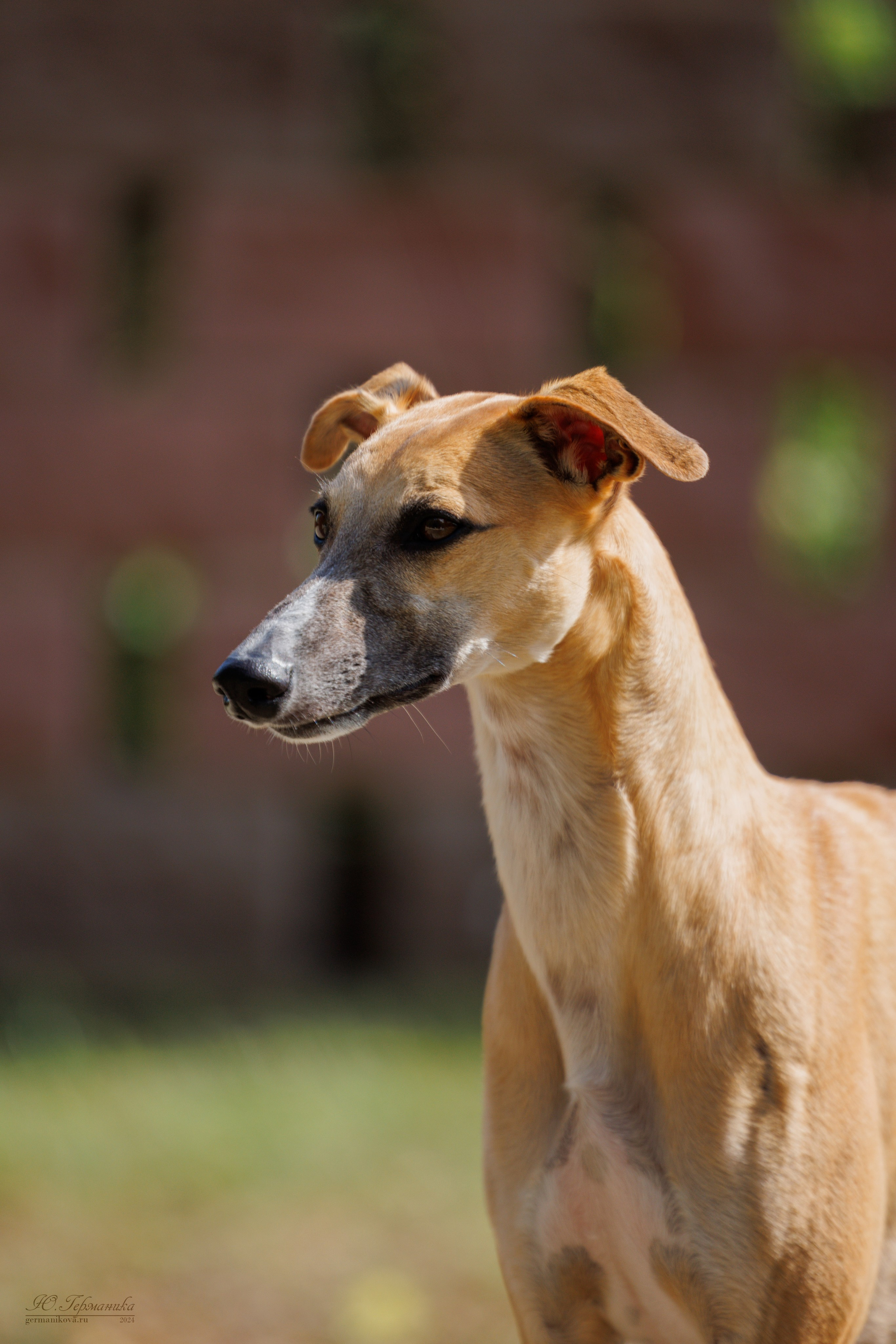 Астана 2хCACIB 17-18.08.2024. Фотограф-анималист Юлия Германика