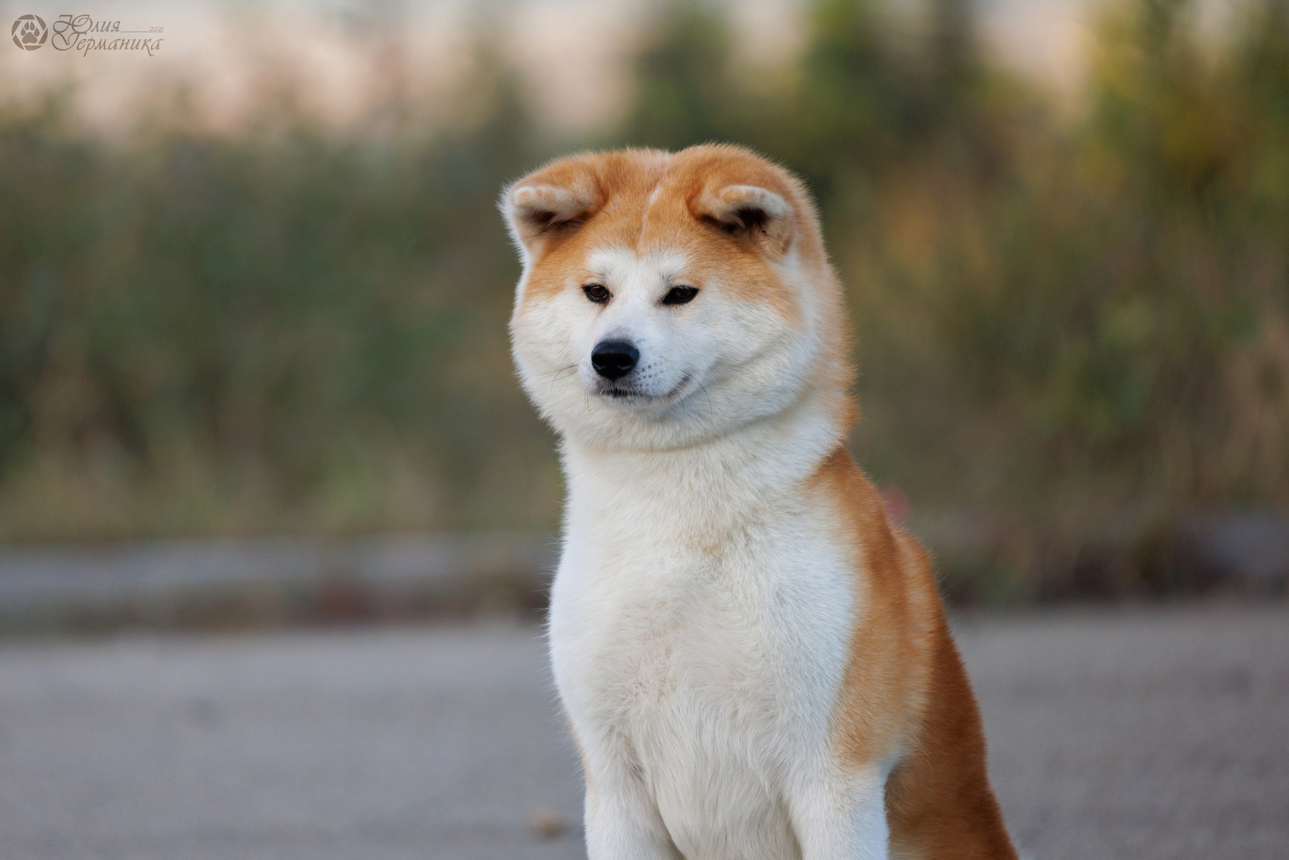 Грузия,Телави 2хCACIB 19-20.10.2024. Фотограф-анималист Юлия Германика