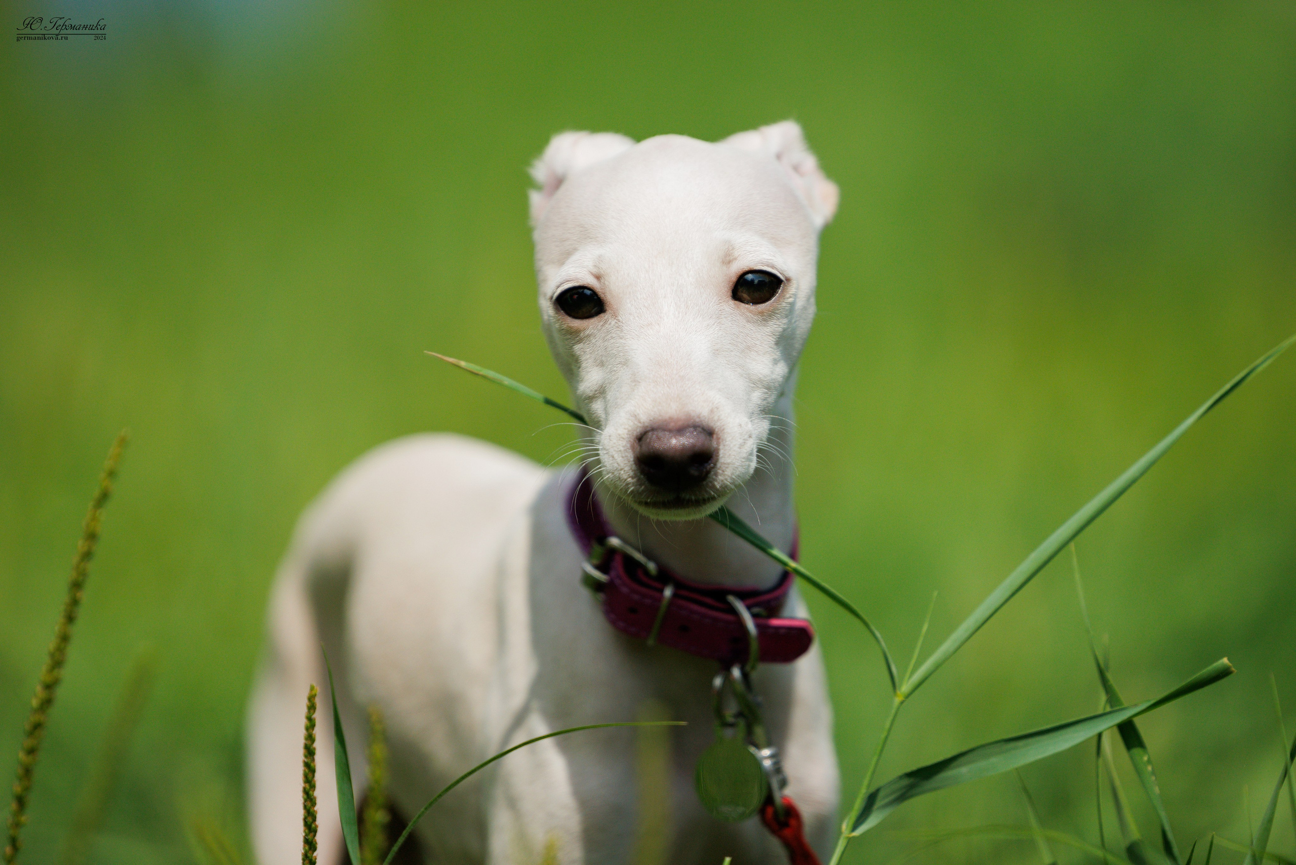 Ярославль 21.07.24 и Балашиха 13.07.24. Фотограф-анималист Юлия Германика