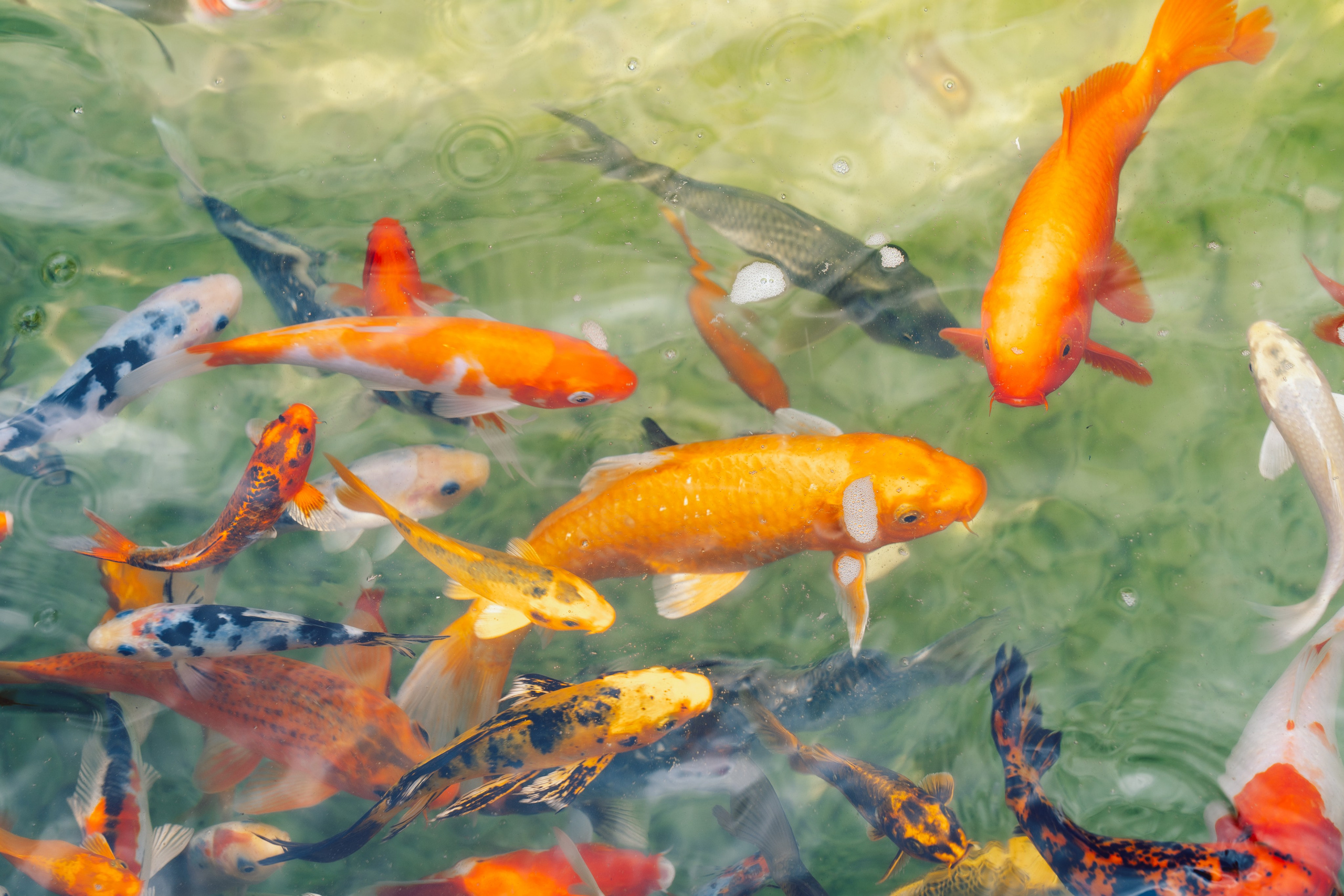 Сингапур и Малайзия. Репортажный фотограф в Москве Легкая Софья