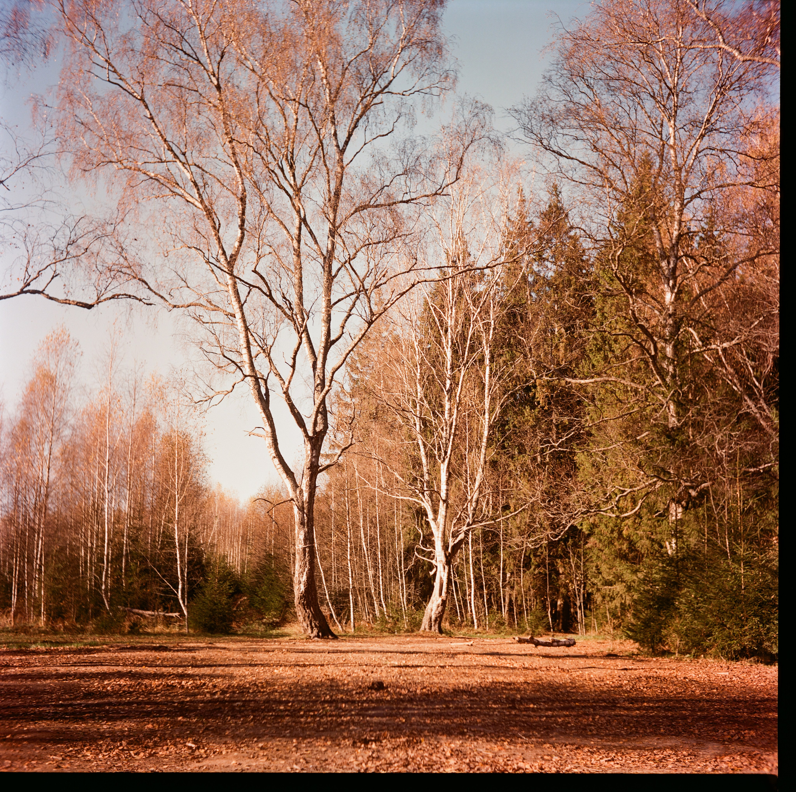 Yashica 635 / Kodak Aerocolor IV / октябрь 2024 года Лукино