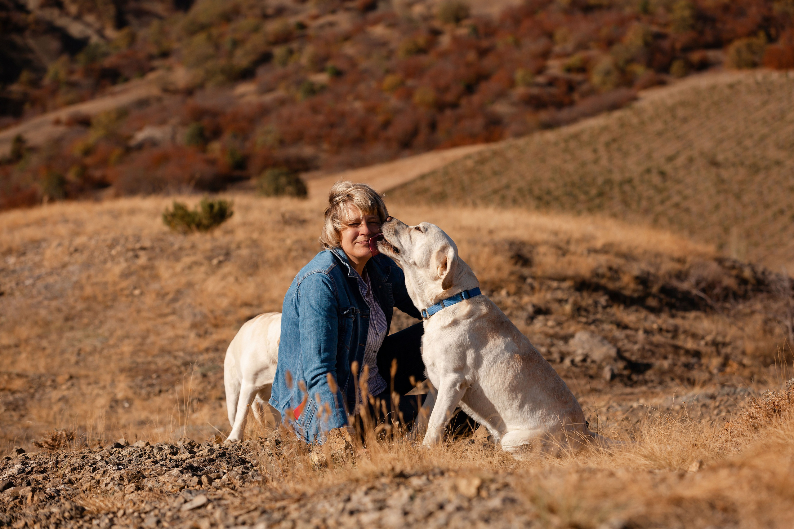 Лабрадоры и горы. Фотограф-анималист в Краснодаре Маша Мельникова