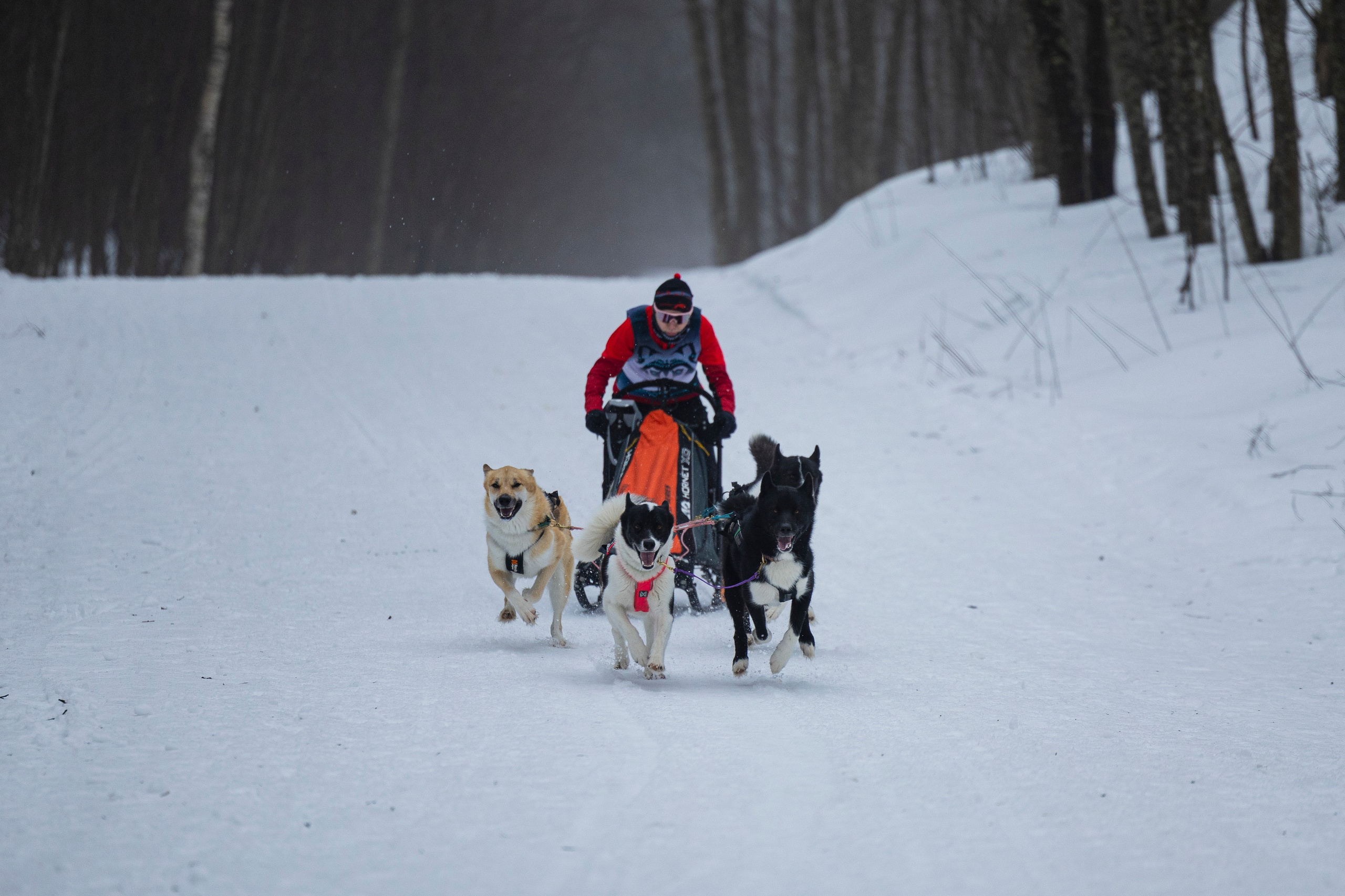 Зимний Чемпионат Санкт-Петербурга по ездовому спорту. Фотограф-анималист Анна Маринич