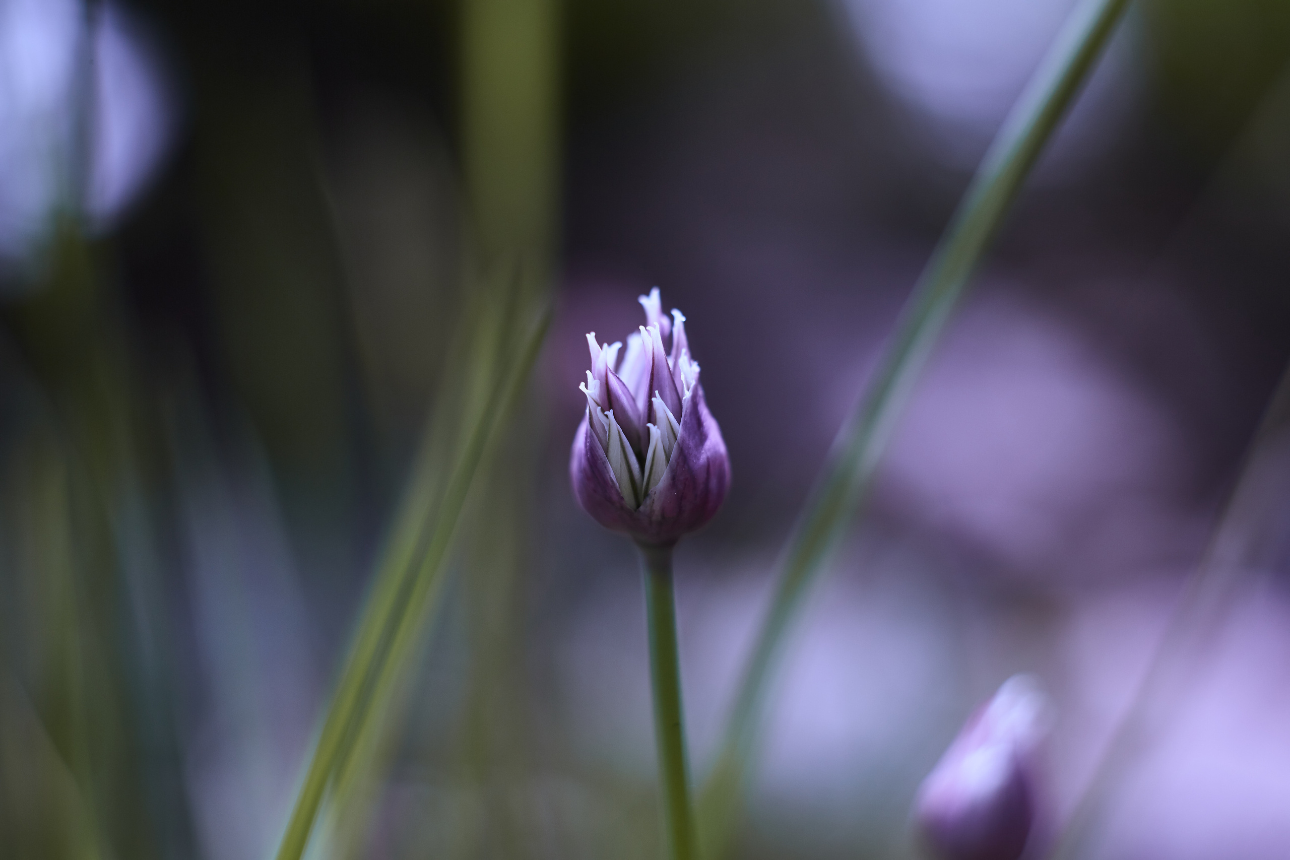Разное. Фотограф Анастасия Федорова  Санкт-Петербург