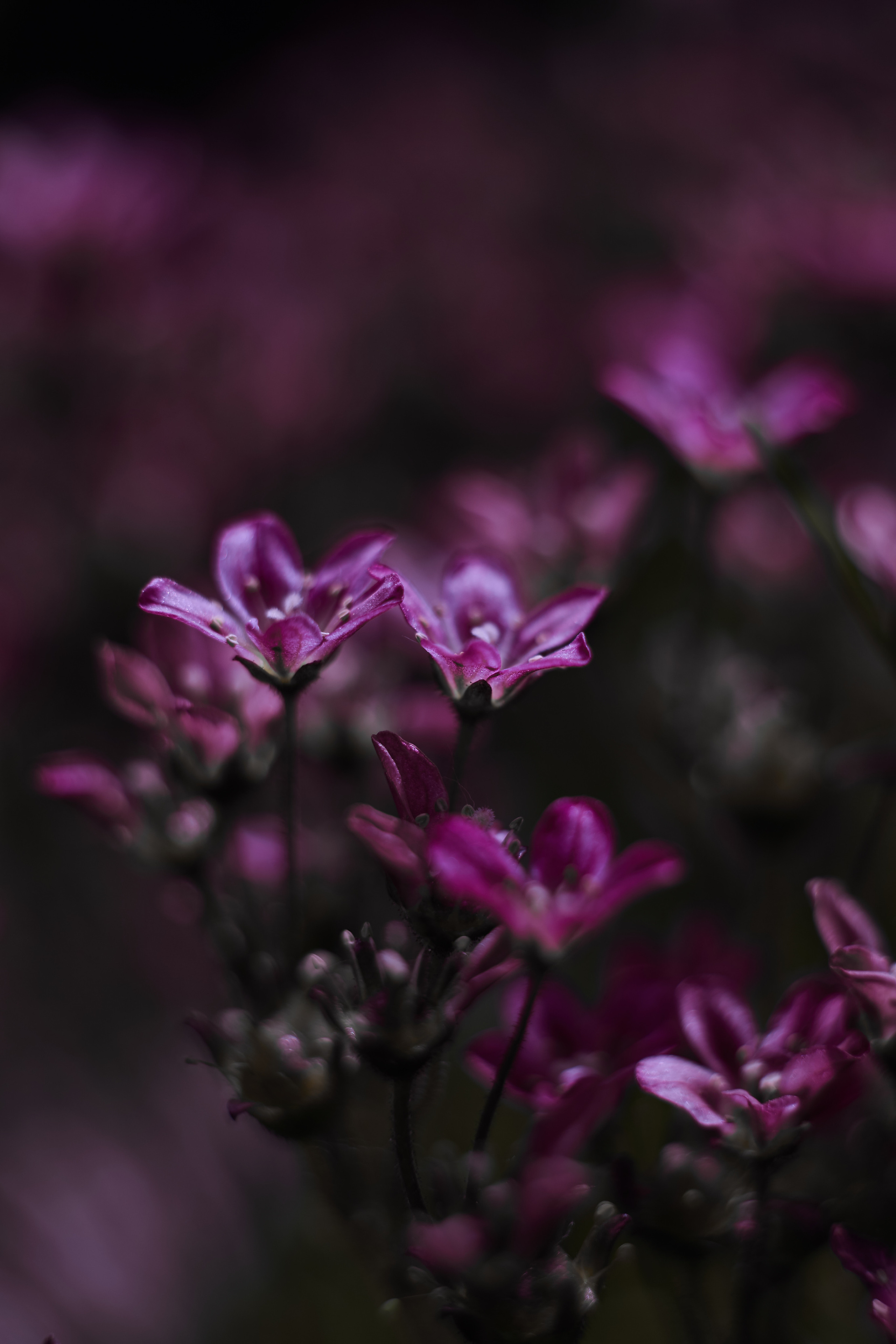 Разное. Фотограф Анастасия Федорова  Санкт-Петербург