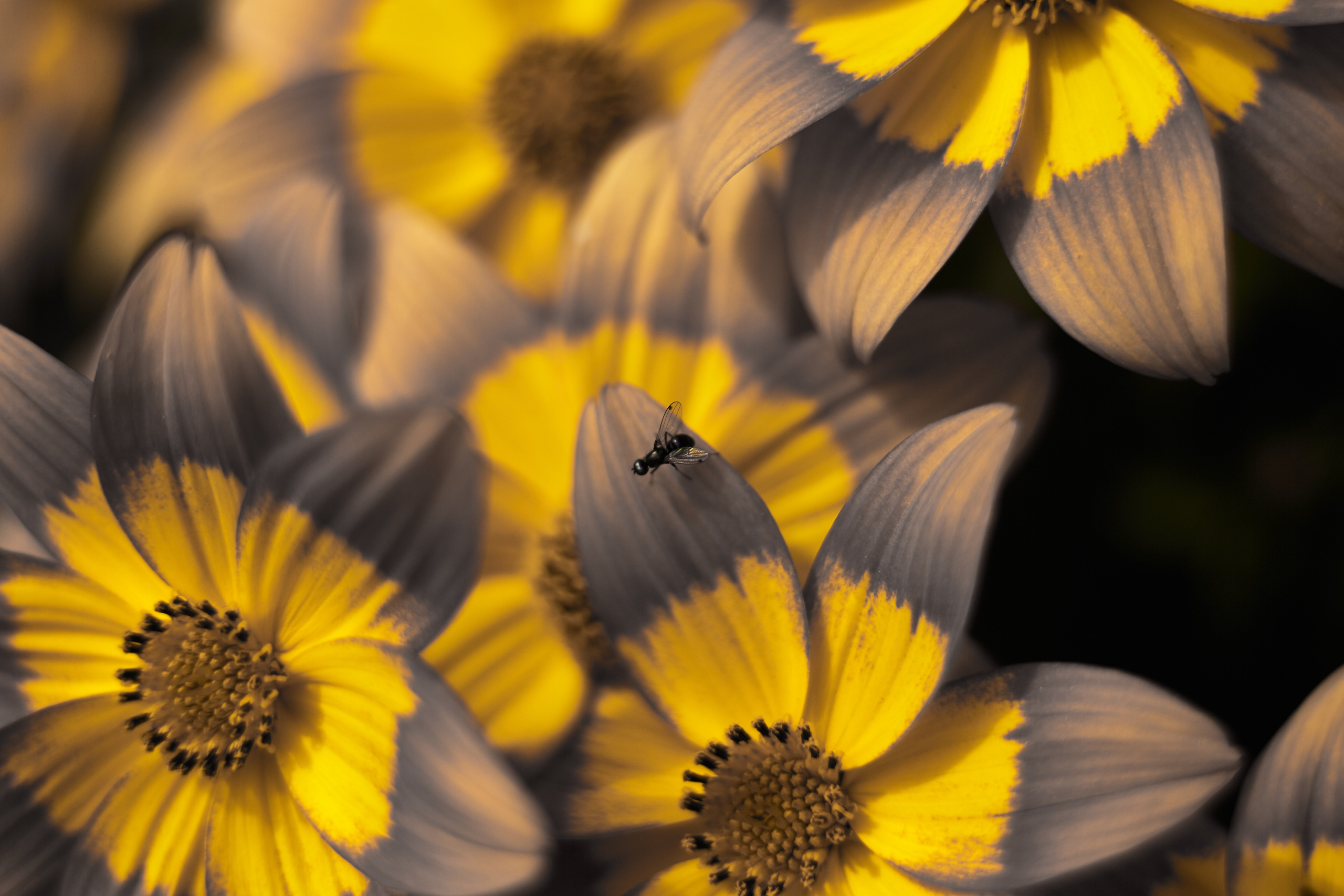 Разное. Фотограф Анастасия Федорова  Санкт-Петербург