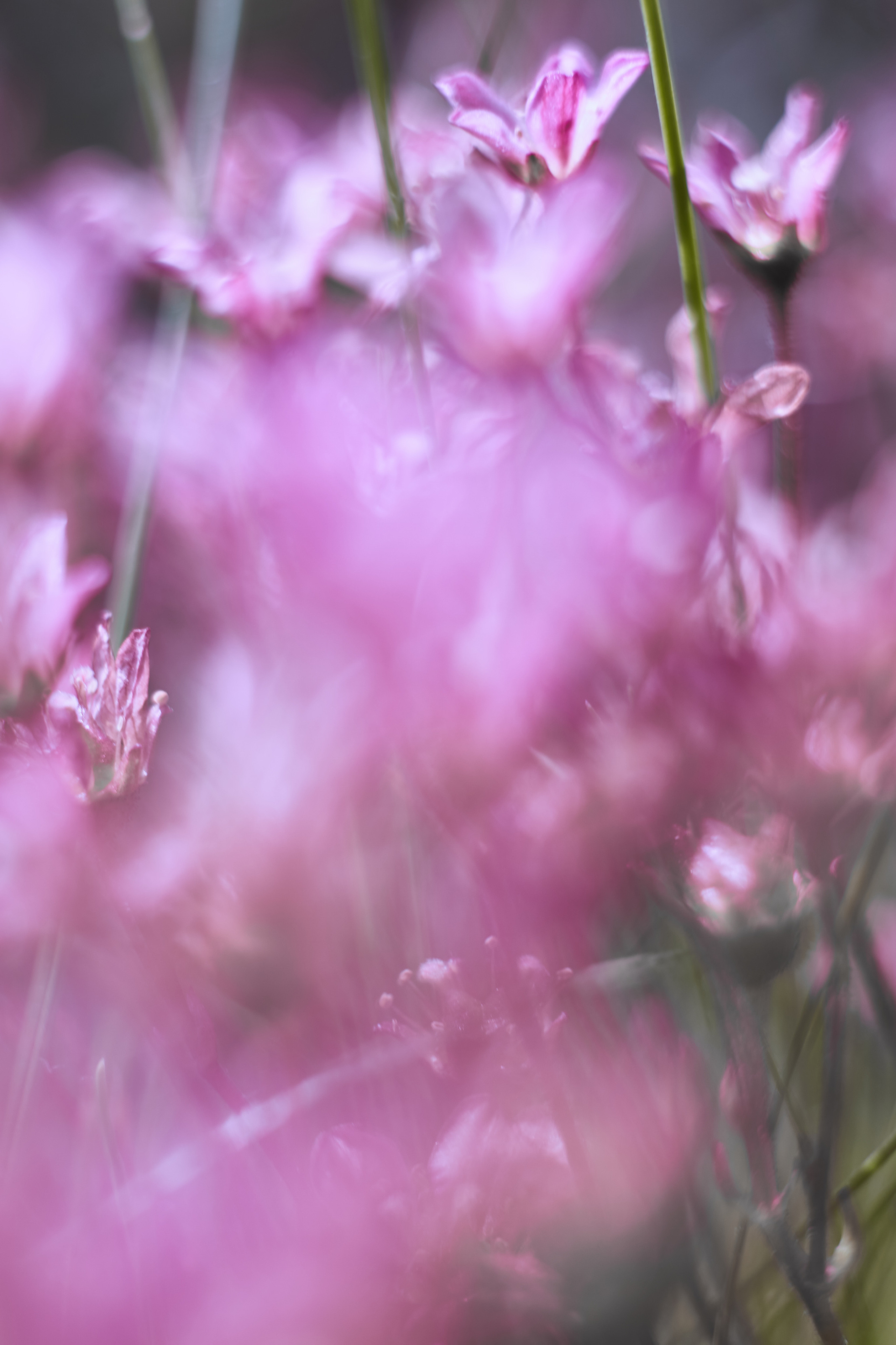 Art пейзаж. Фотограф Анастасия Федорова  Санкт-Петербург