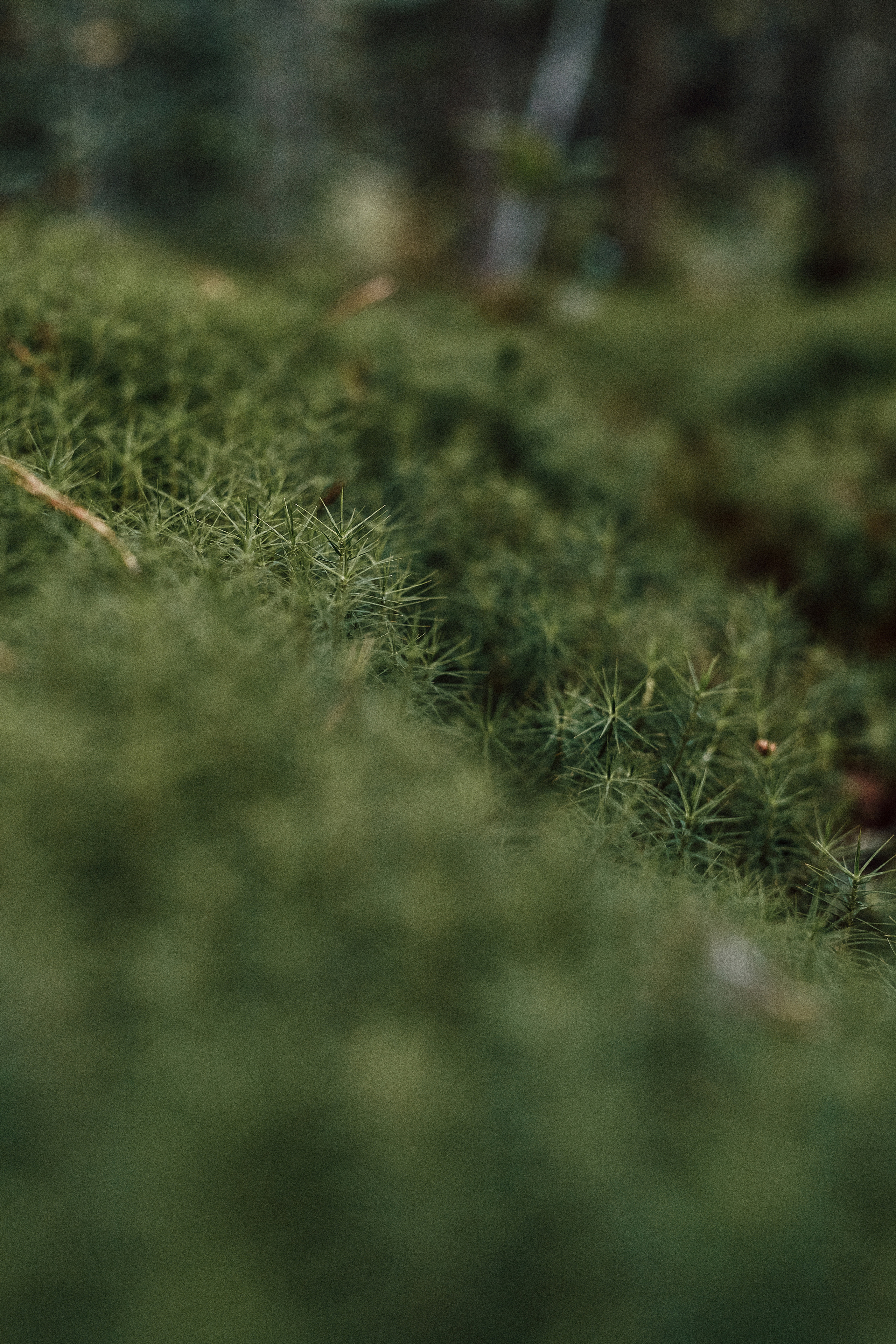 Art пейзаж. Фотограф Анастасия Федорова  Санкт-Петербург