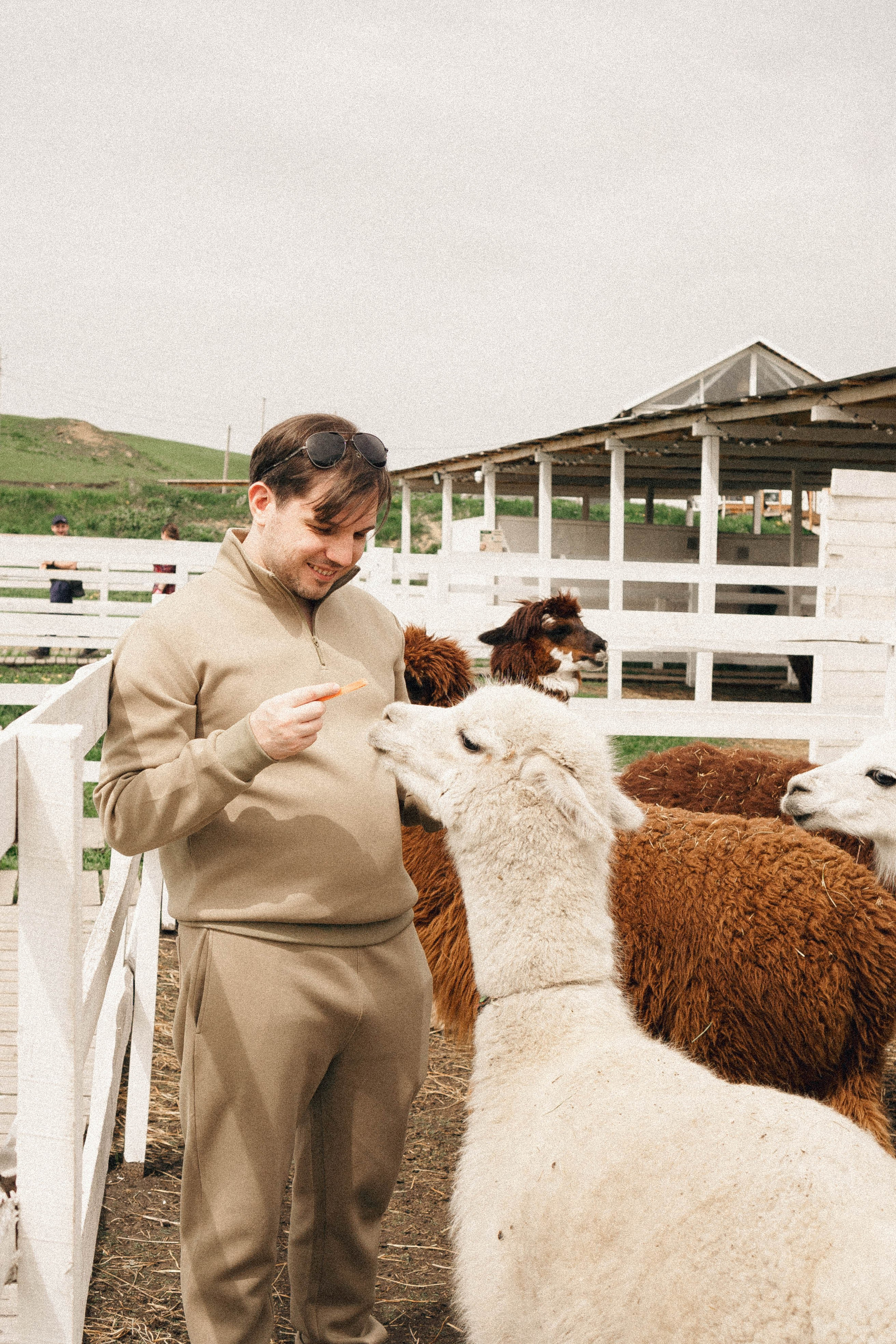 Ферма Альпак. Профессиональный фотограф, Санкт-Петербург — Виктория Богомолова