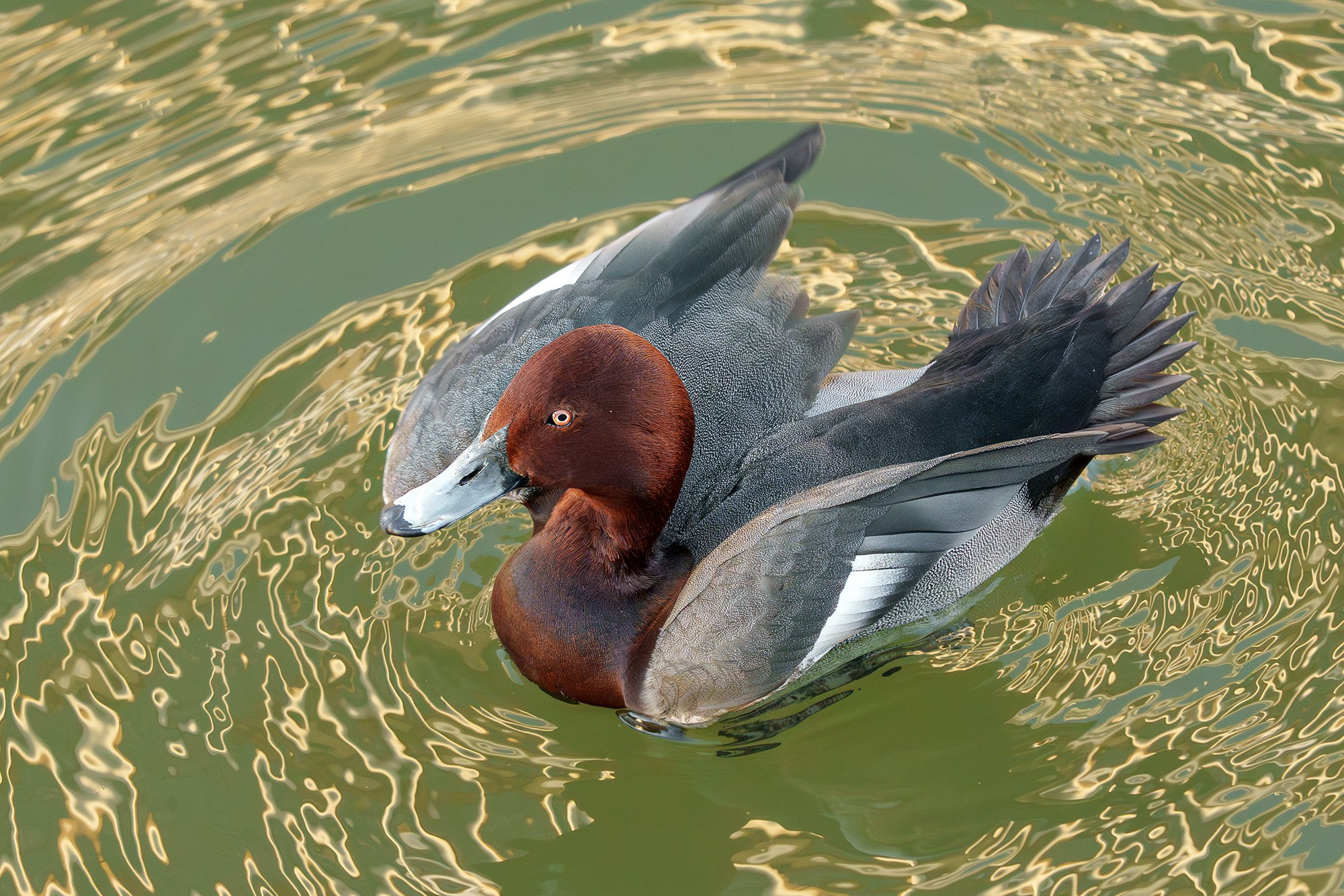Удивительные мир птиц. Вокруг нас столько прекрасного — присмотритесь!. Ваш личный фотограф Марина Волкова