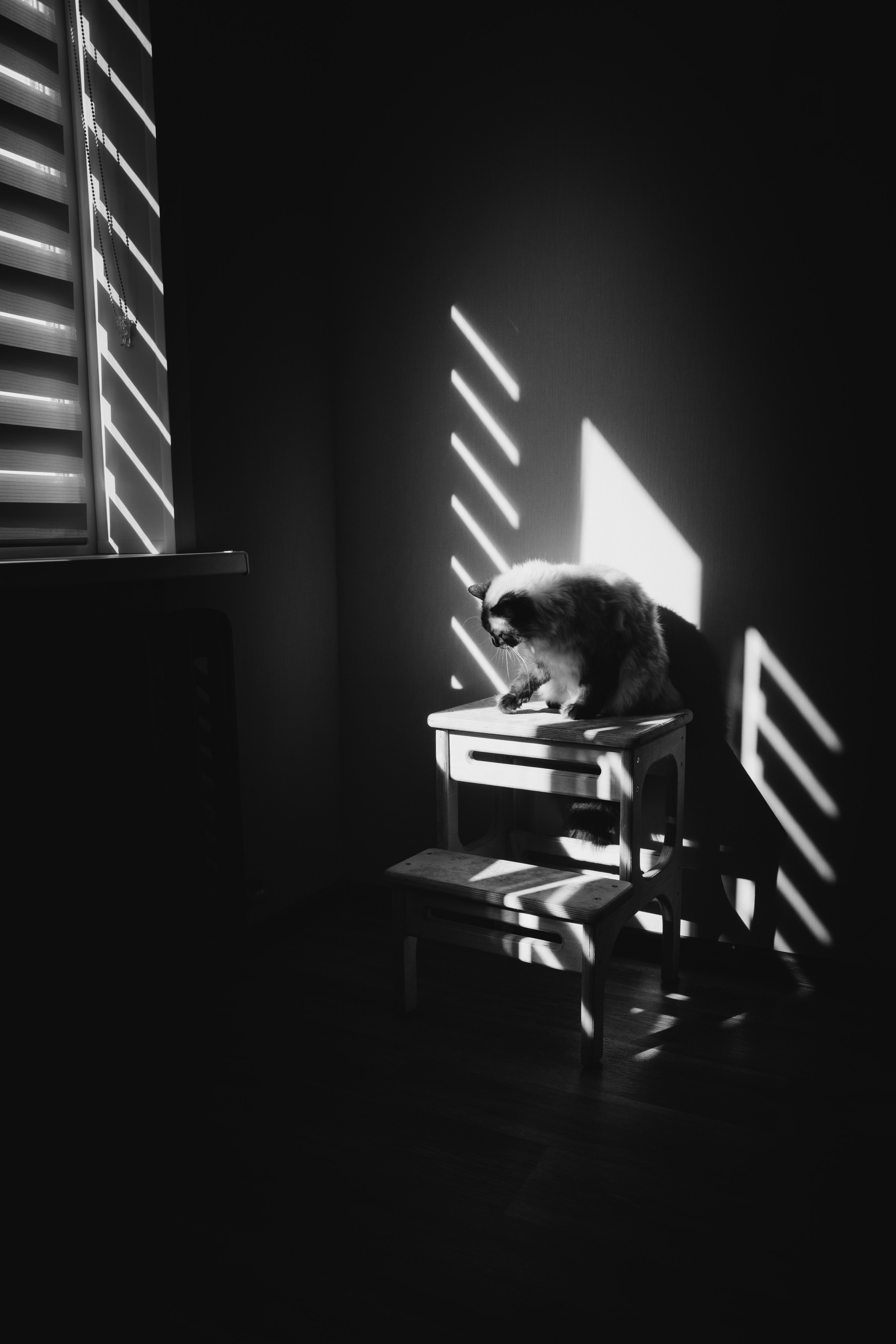 Кошки. Фотограф Александр Тихонов