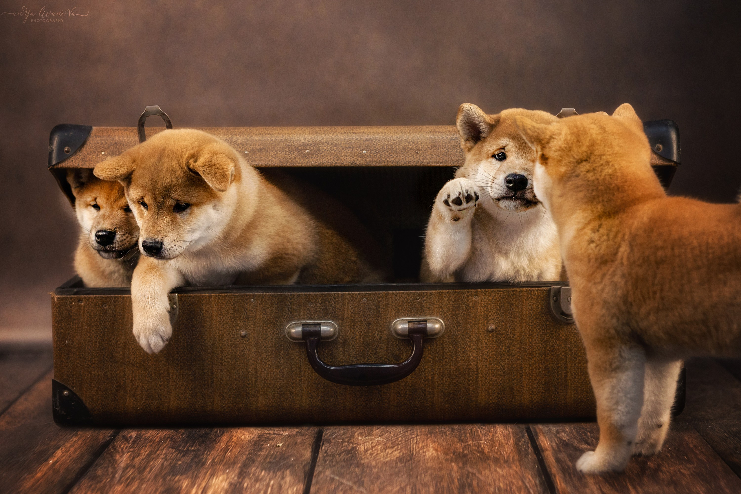 Сибушки. Фотограф анималист Аня Ливанова | Рыбинск