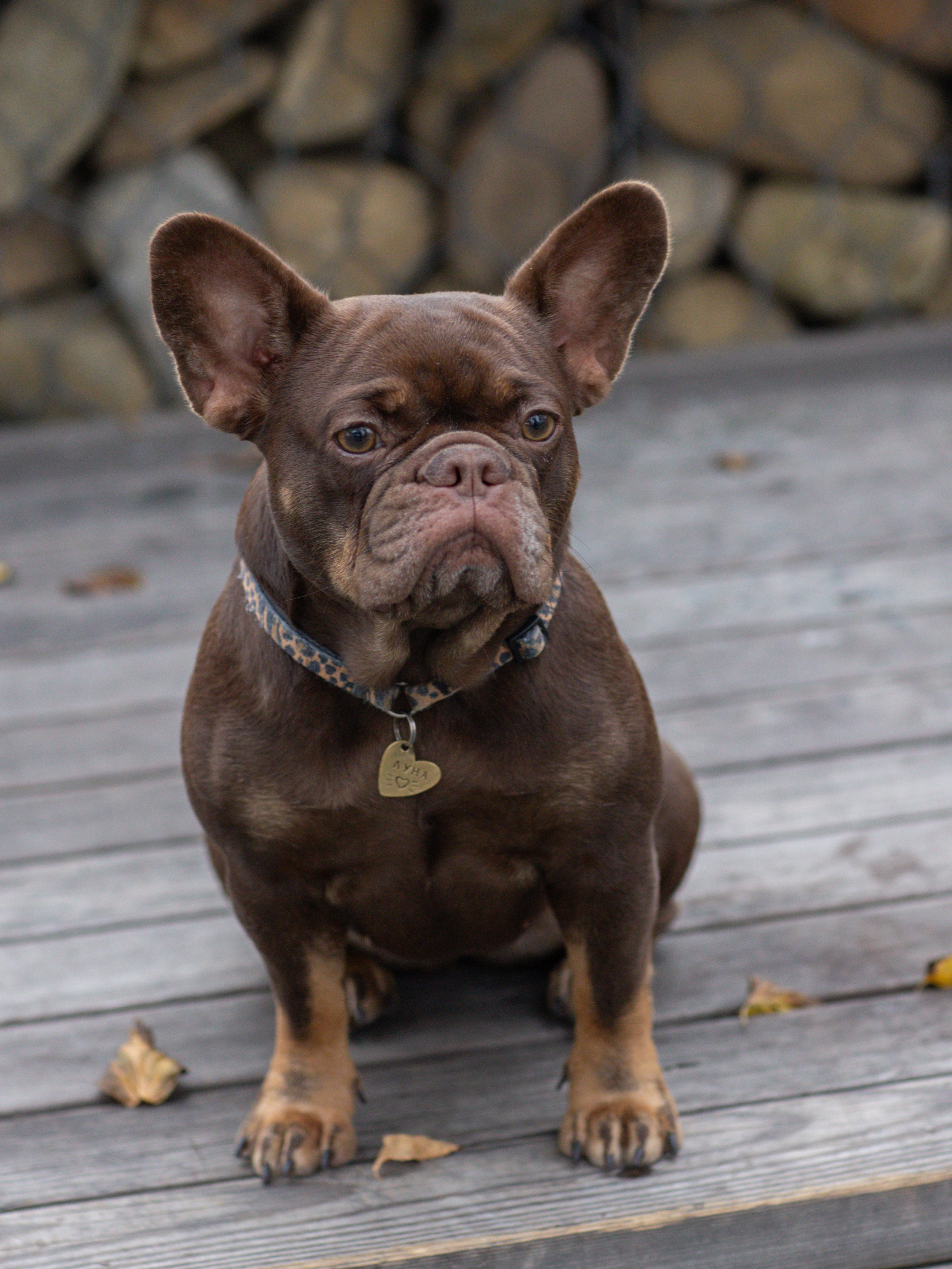 Нелли Буня и Луня. Фотограф-анималист в Москве Кириллова Татьяна