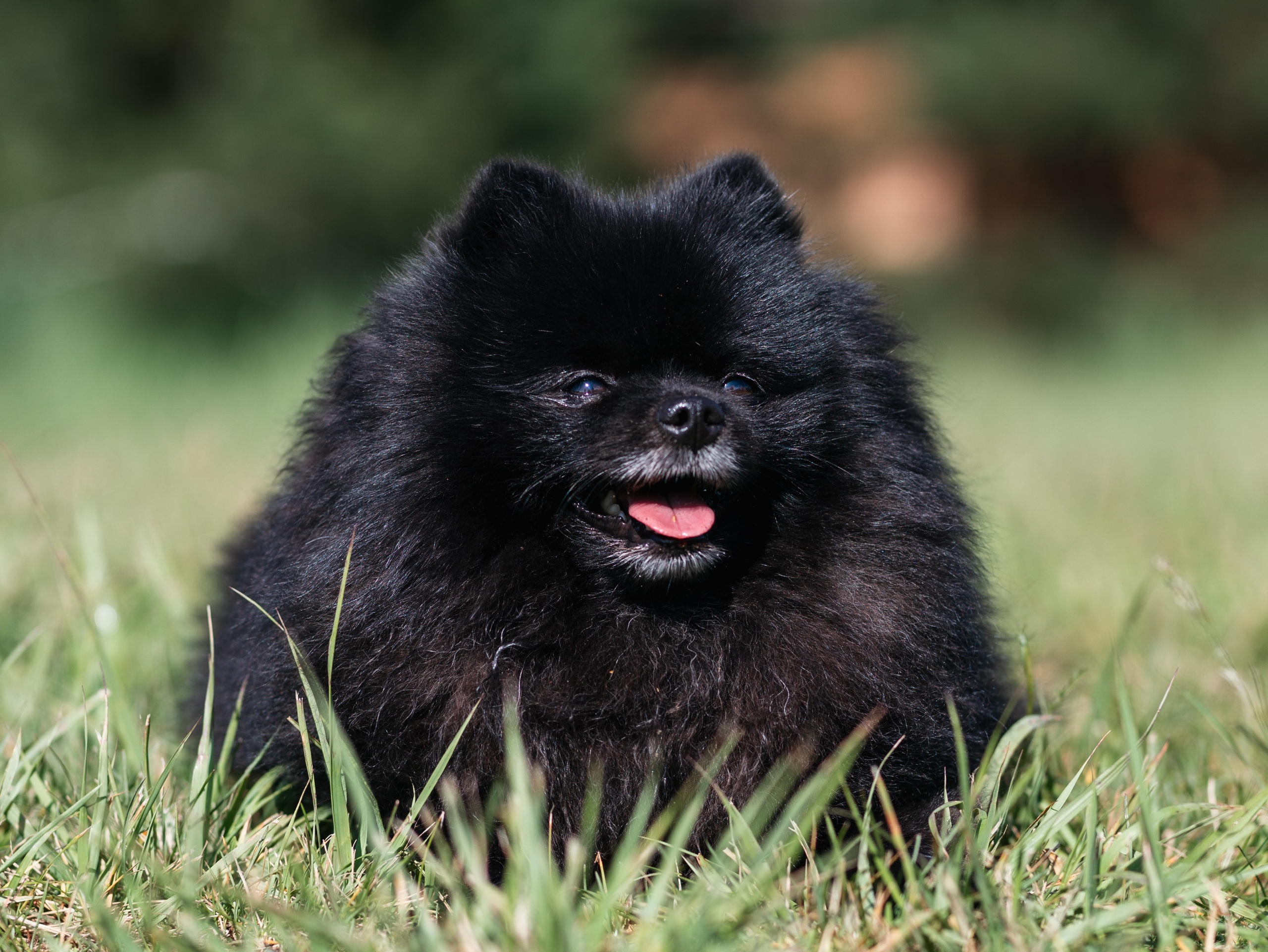 Лагерь ноузворк. Фотограф-анималист в Москве Кириллова Татьяна