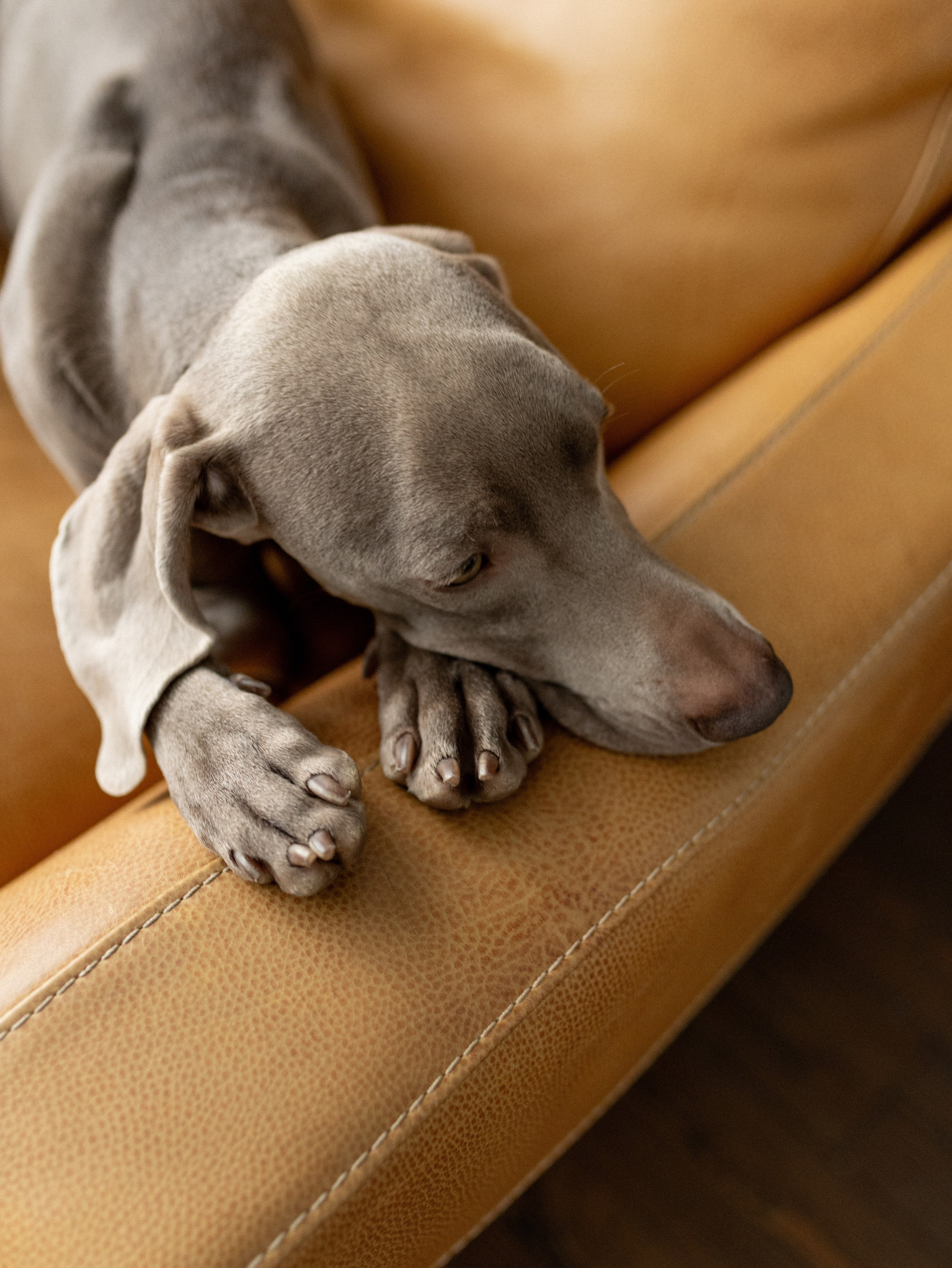 Сенча и Даша. Фотограф-анималист в Москве Кириллова Татьяна