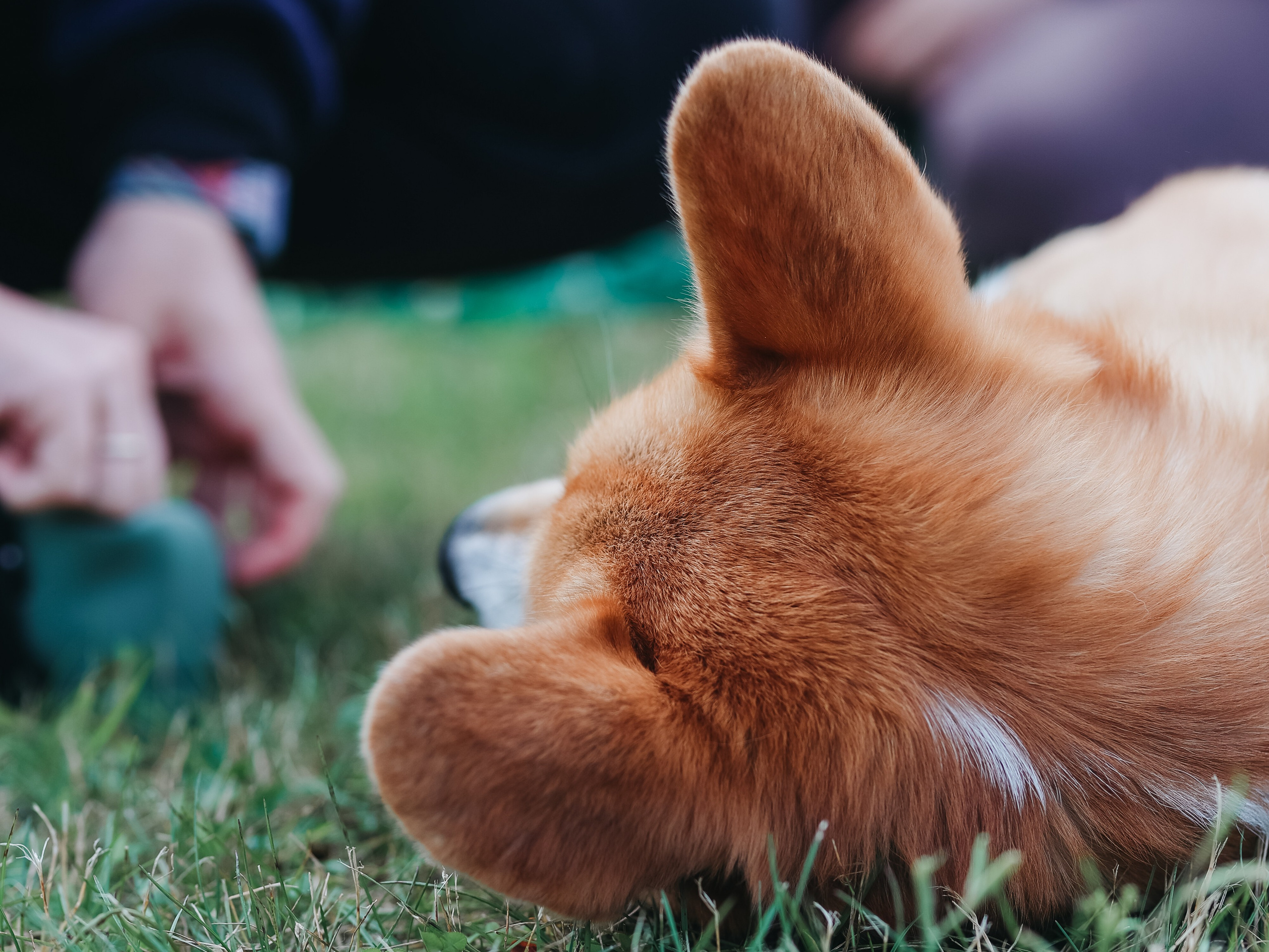 Лагерь ноузворк. Фотограф-анималист в Москве Кириллова Татьяна
