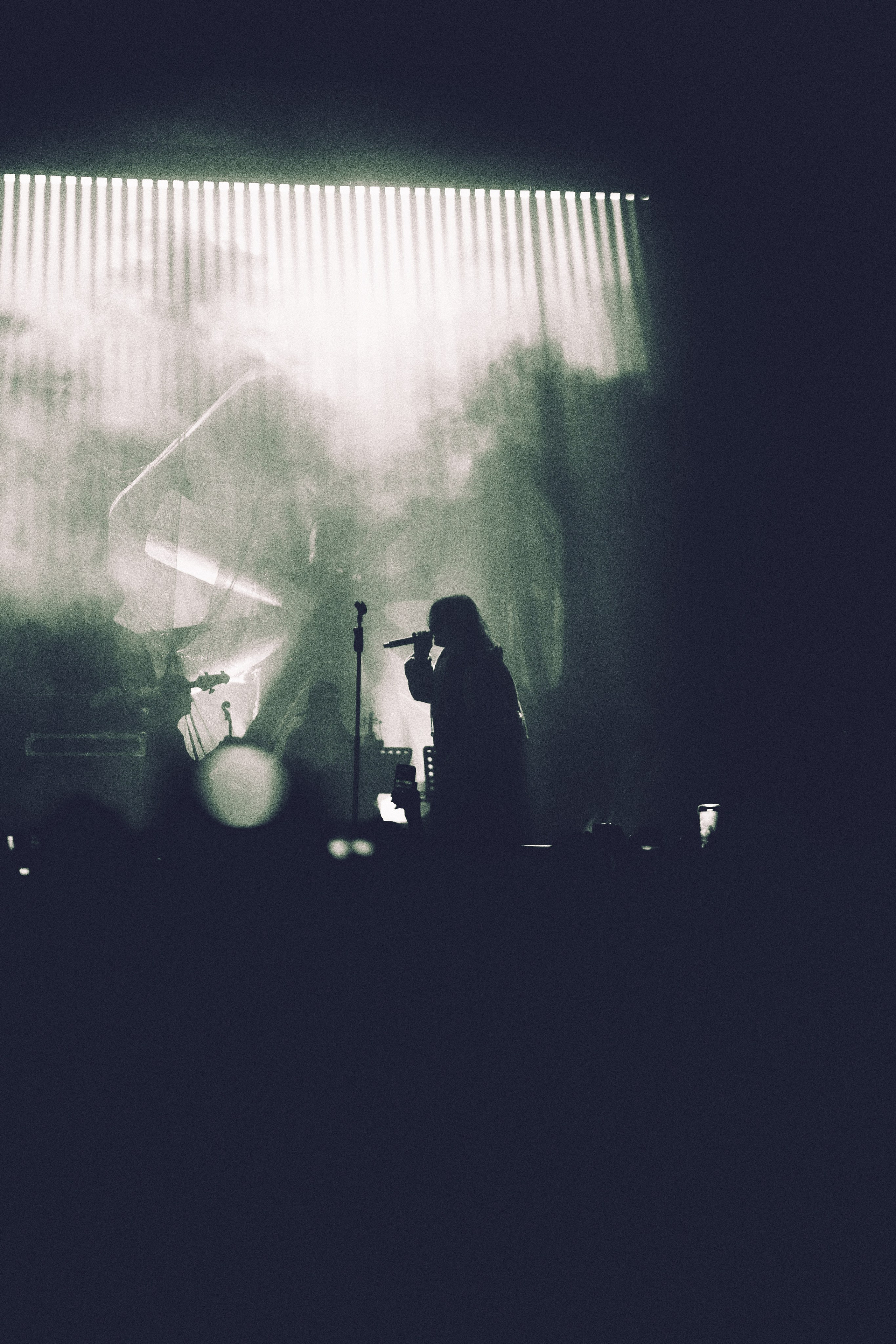 SALUKI. PASHAHARCE PHOTOGRAPHER & VIDEOGRAPHER