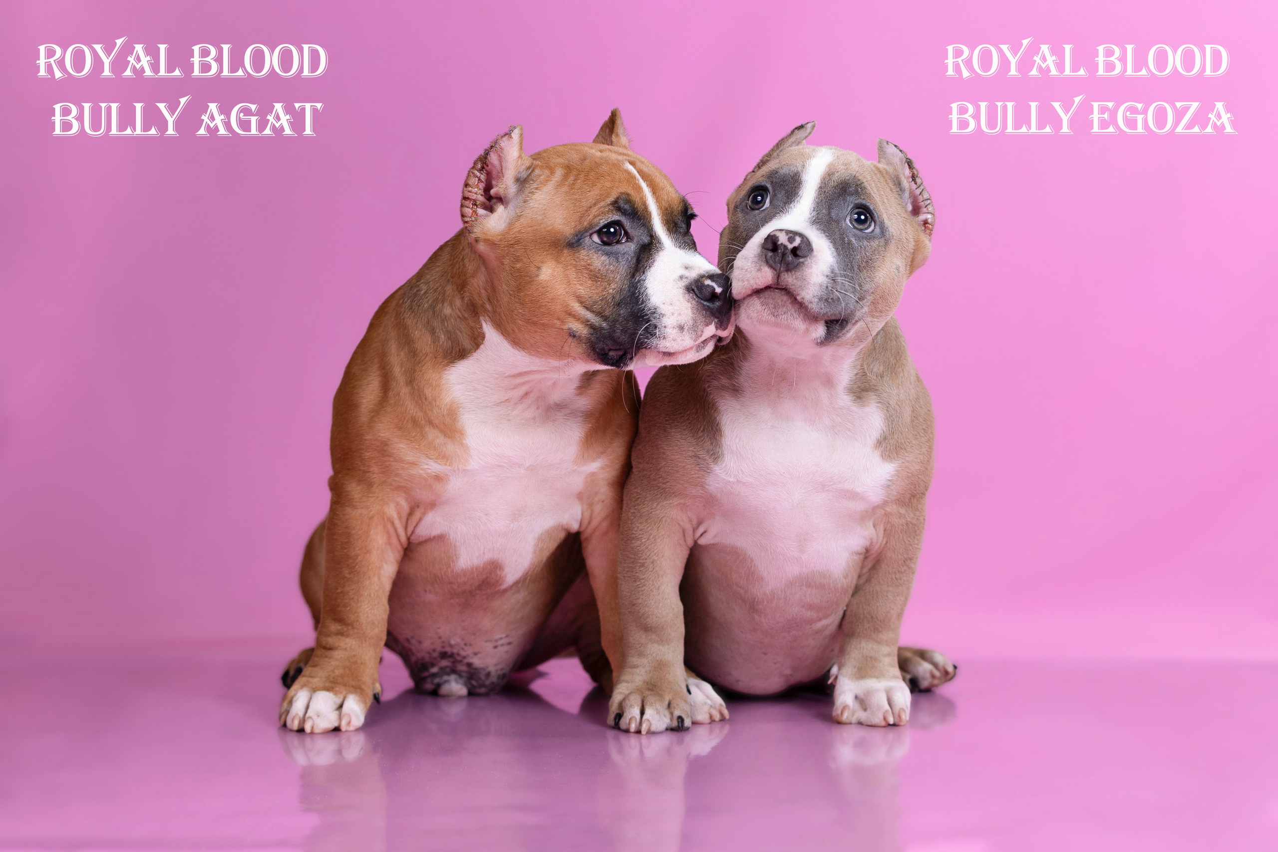 Американский булли!. Фотограф 📸 семейный, предметный, репортажный