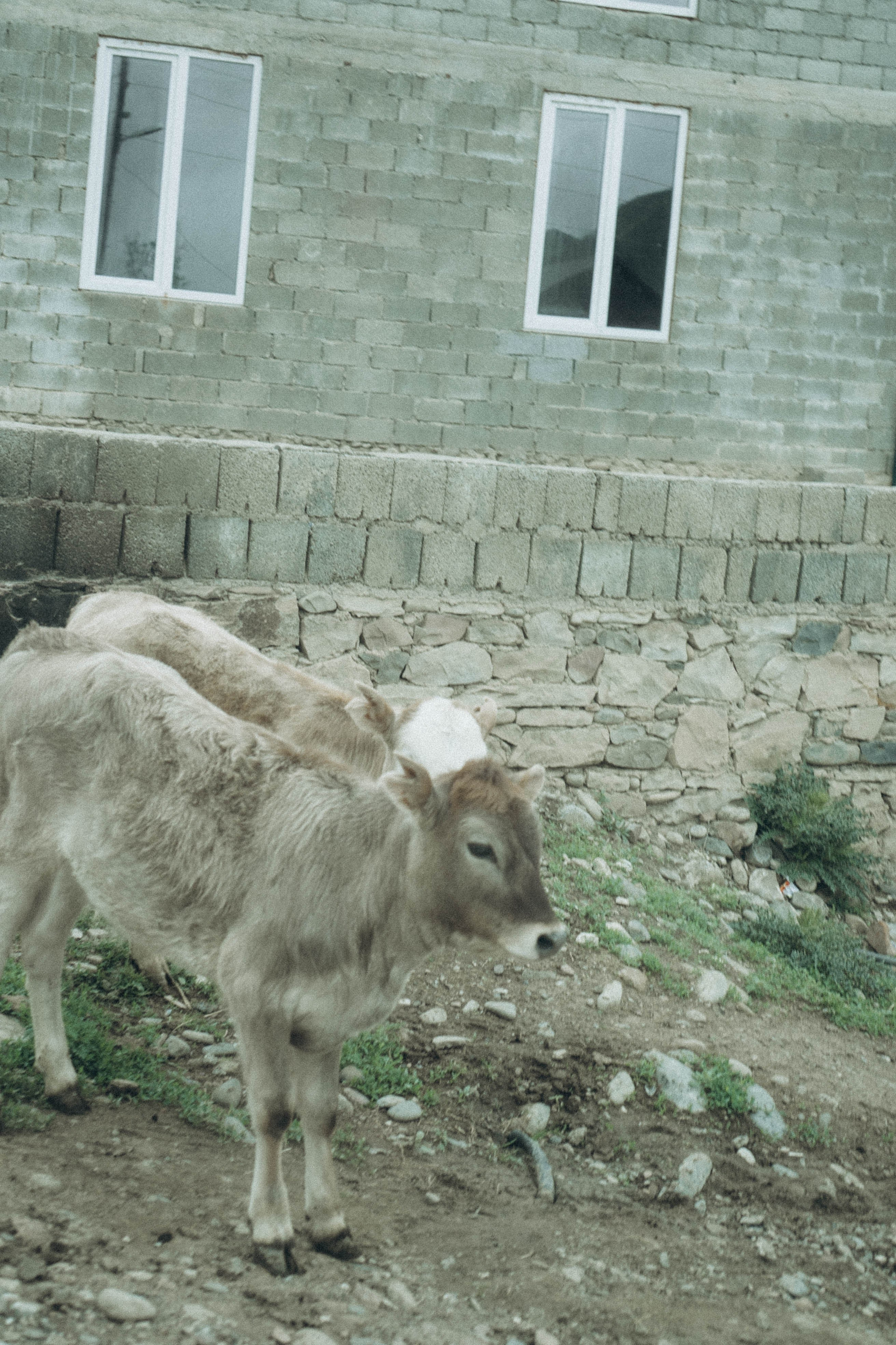 Кавказ. Профессиональный фотограф, Санкт-Петербург — Виктория Богомолова