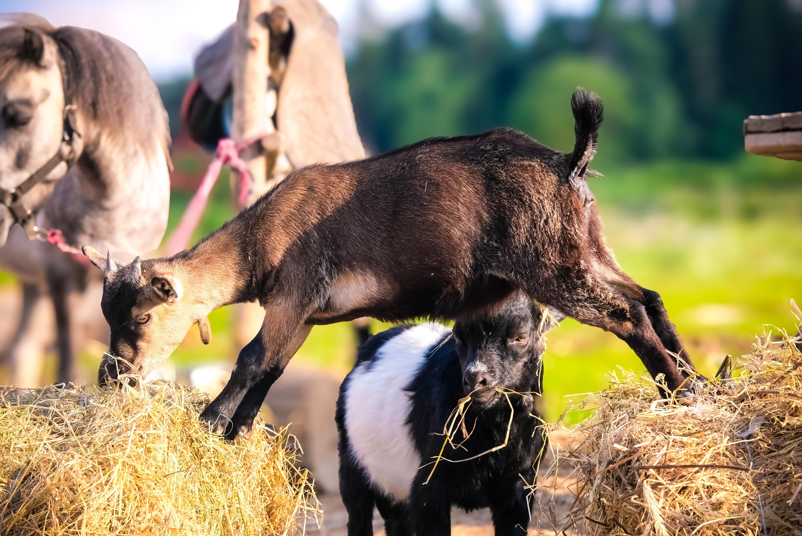 Животные и птицы. KRUTOVA_фотографирую жизнь