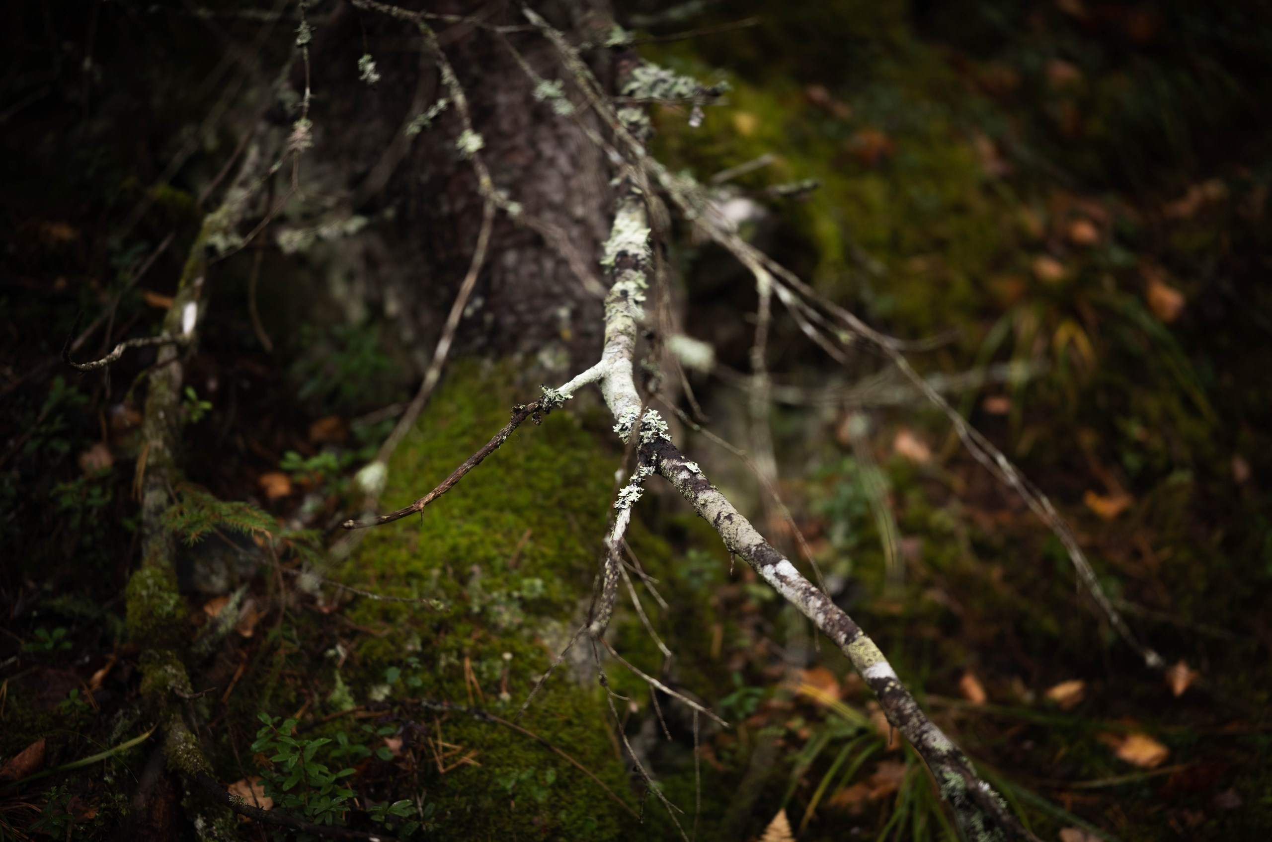 Чем дальше в лес. KRUTOVA_фотографирую жизнь