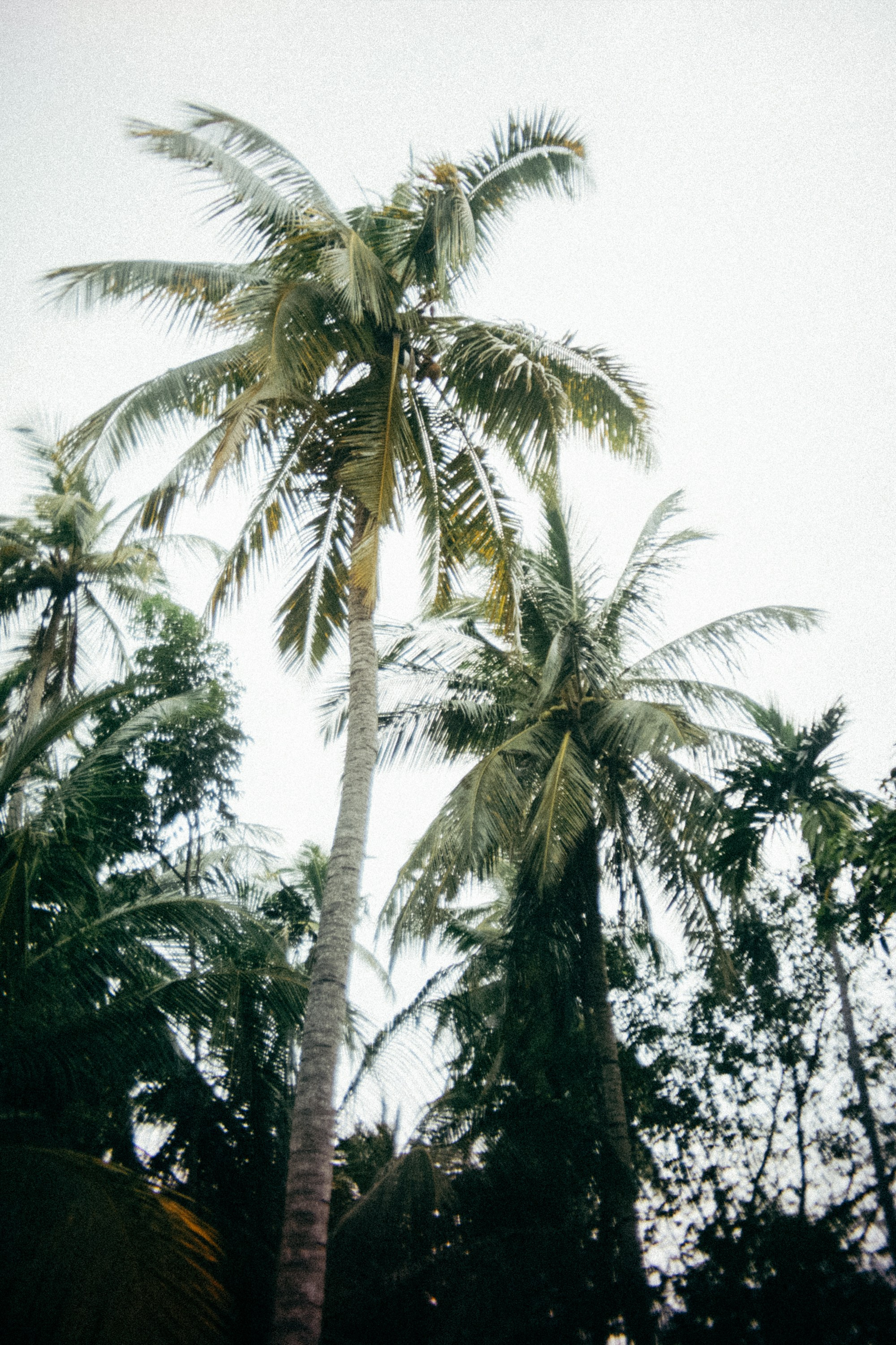 Шри + Бангкок. Фотограф Тбилиси Саша Мороз