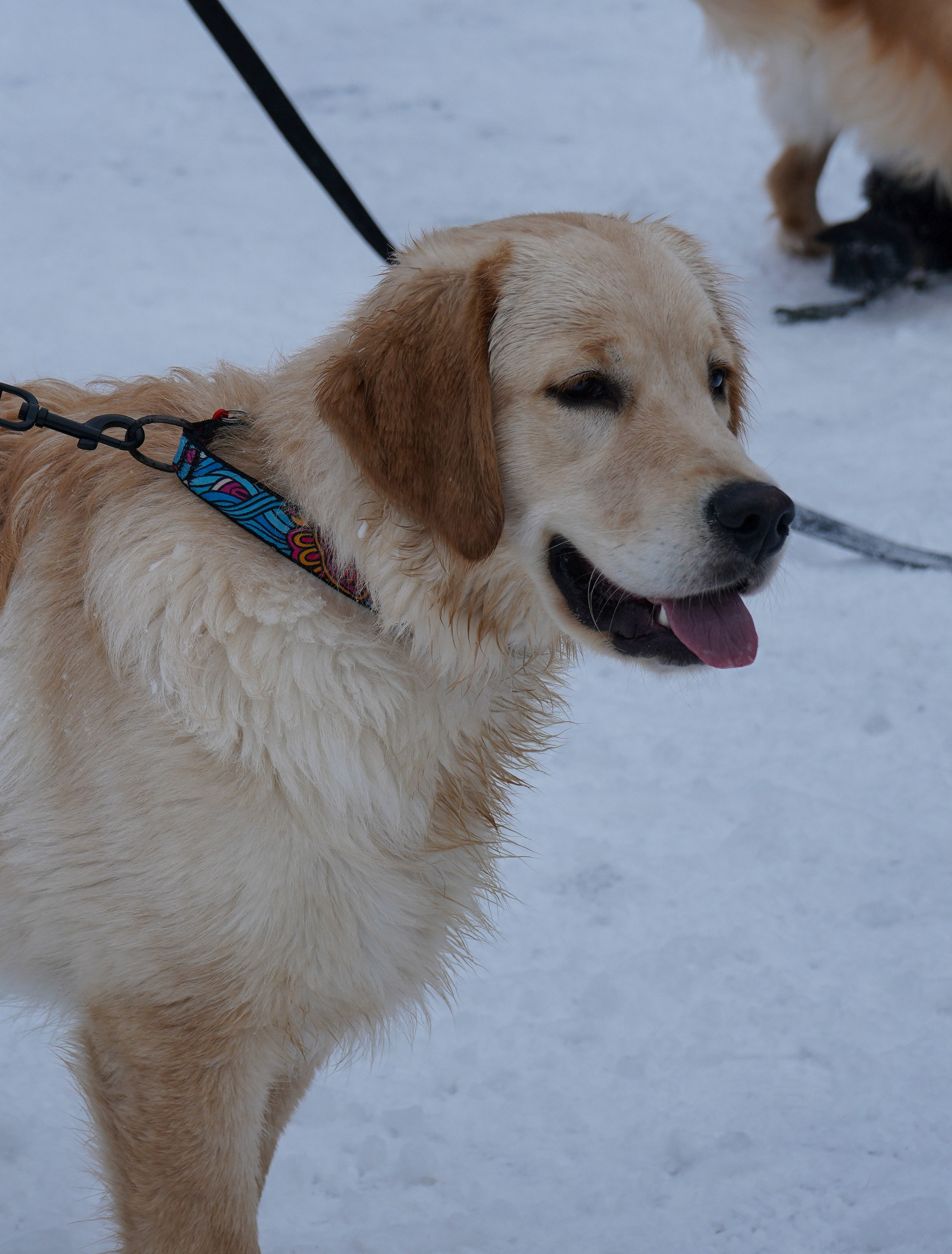 Фотосессии Пушистиков. Фотограф в Санкт-Петербурге Виктория Барышникова