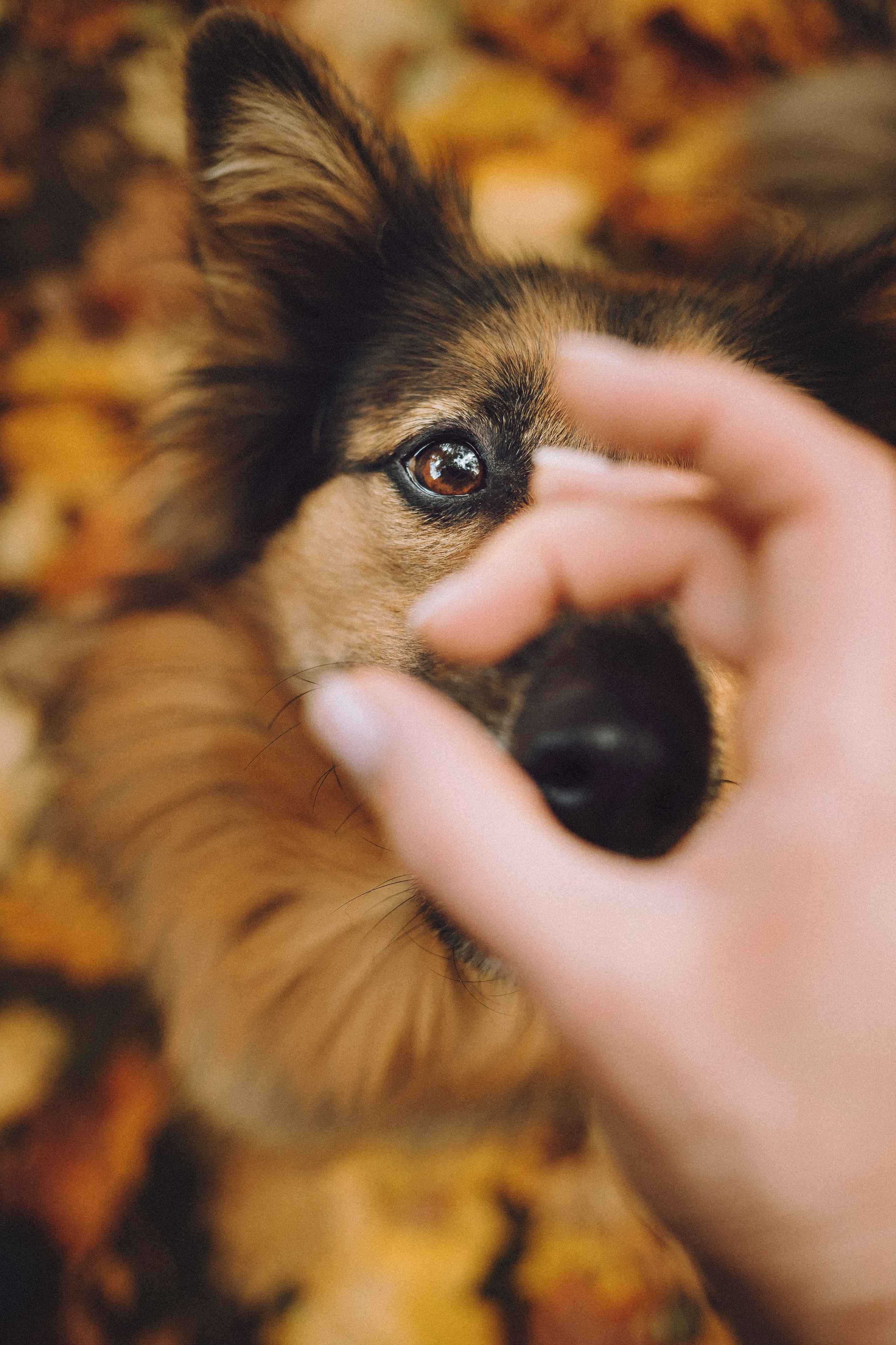 Хлоя, Герда и их семья