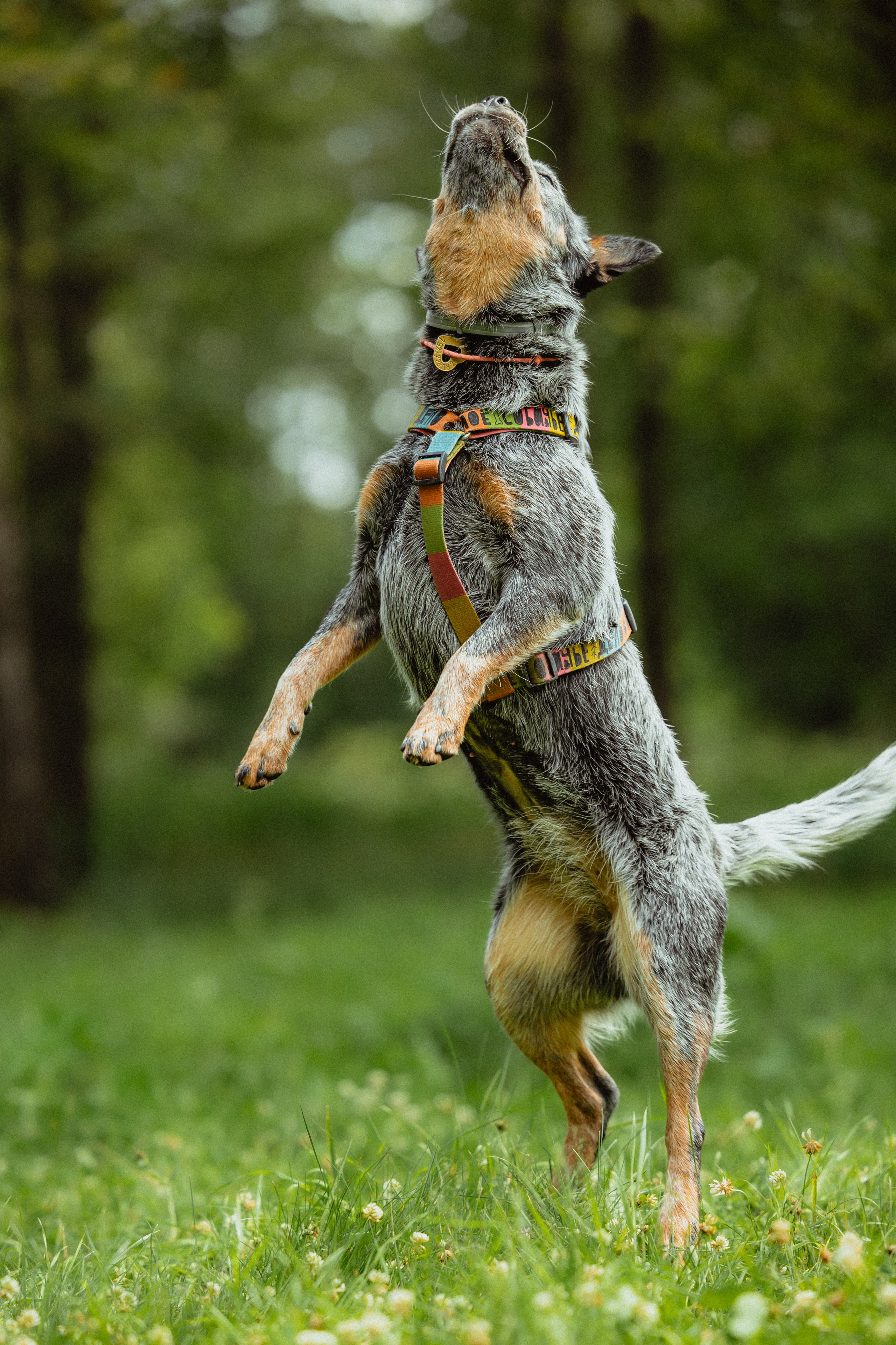 Выездной дог-тренинг от школы «Шерсть имею»