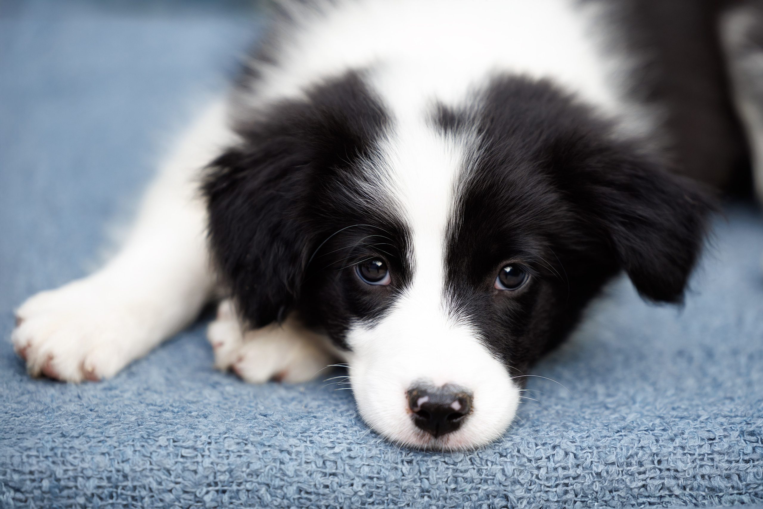 Портфолио: Фотосъёмка щенков в Москве и области — трогательные моменты. Фотограф-анималист и бренд-фотограф в Москве | Фотография собак, людей, бизнес-портрет