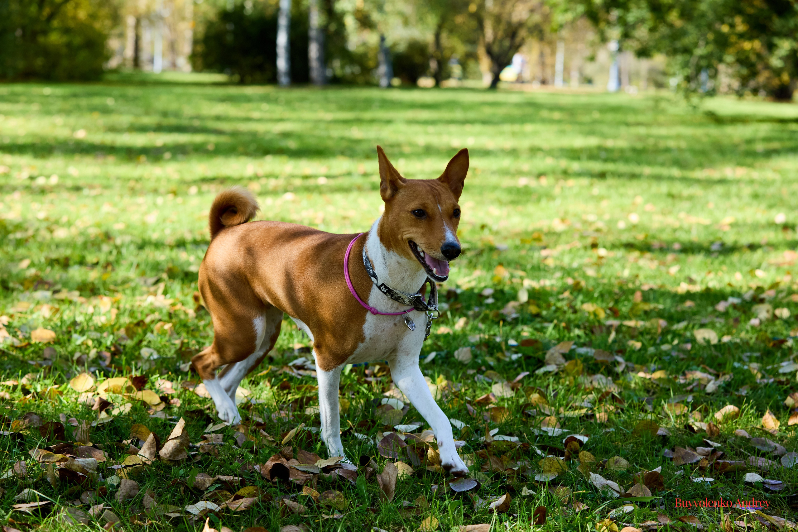 Басенджи и Аусси 21.09.2025. Buyvolenko Andrey