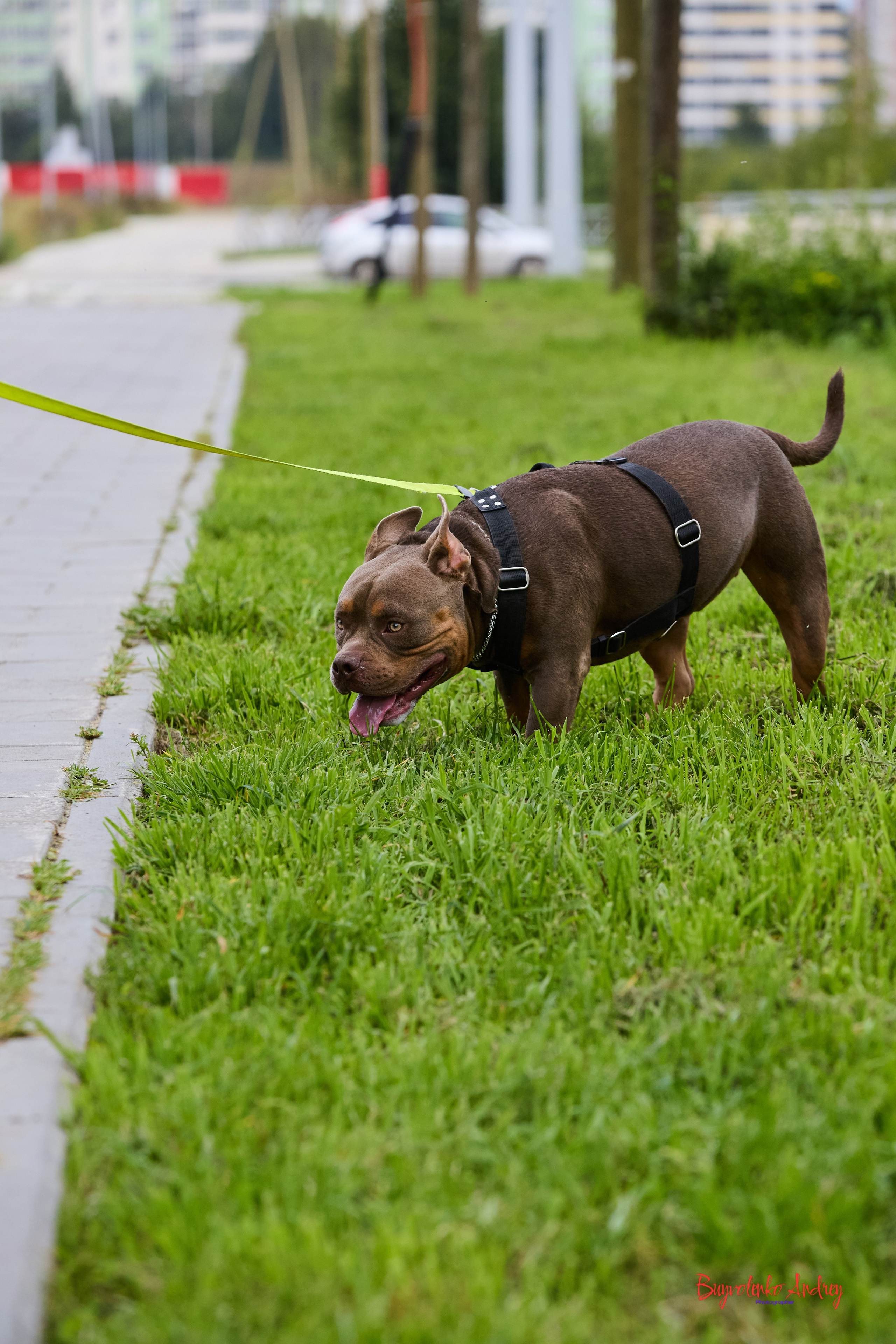 Проект фотопрогулка с хвостиком. Buyvolenko Andrey