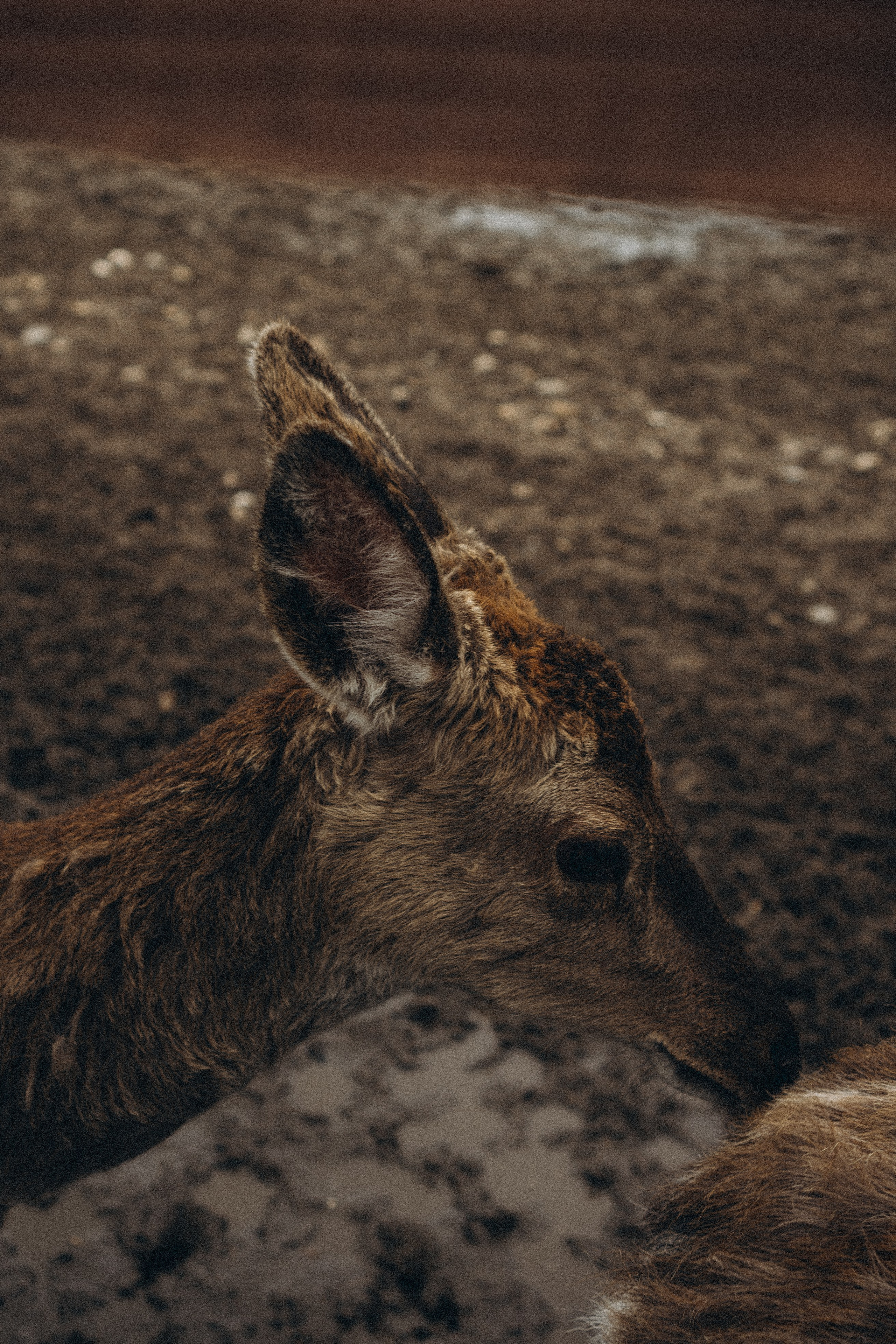 ОЛЕНЬЯ ФЕРМА В ТВЕРИ. Профессиональный фотограф, Санкт-Петербург — Виктория Богомолова