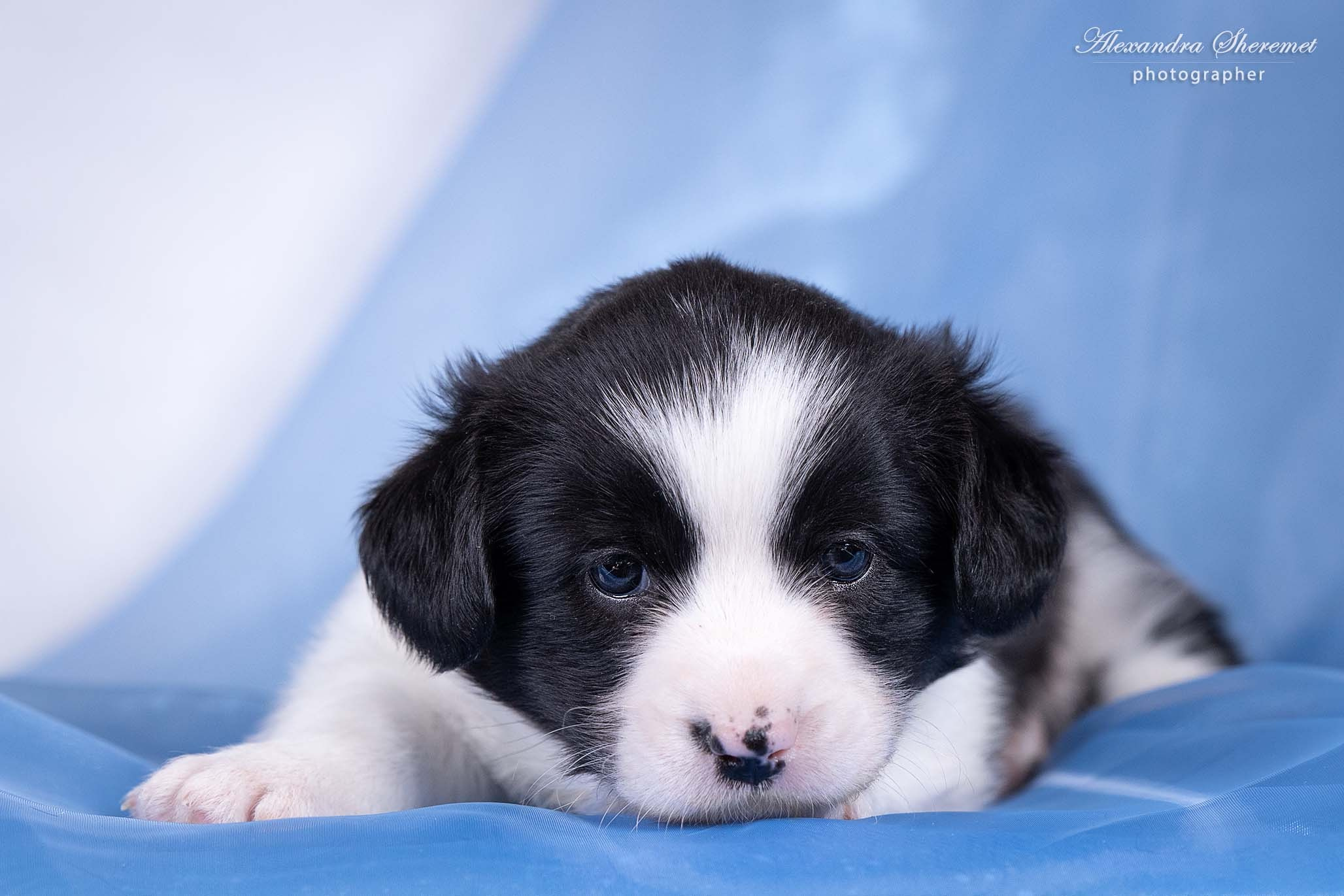 Щенки. Фотограф-анималист Александра Шеремет