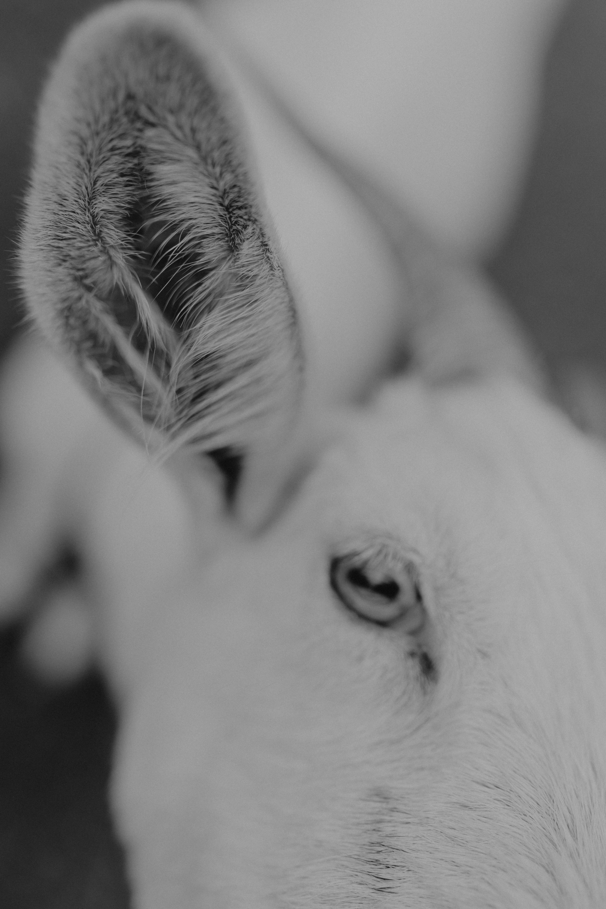 Диана и Антон. Свадебный и семейный фотограф Женя Добрянская в Нижнем Новгороде