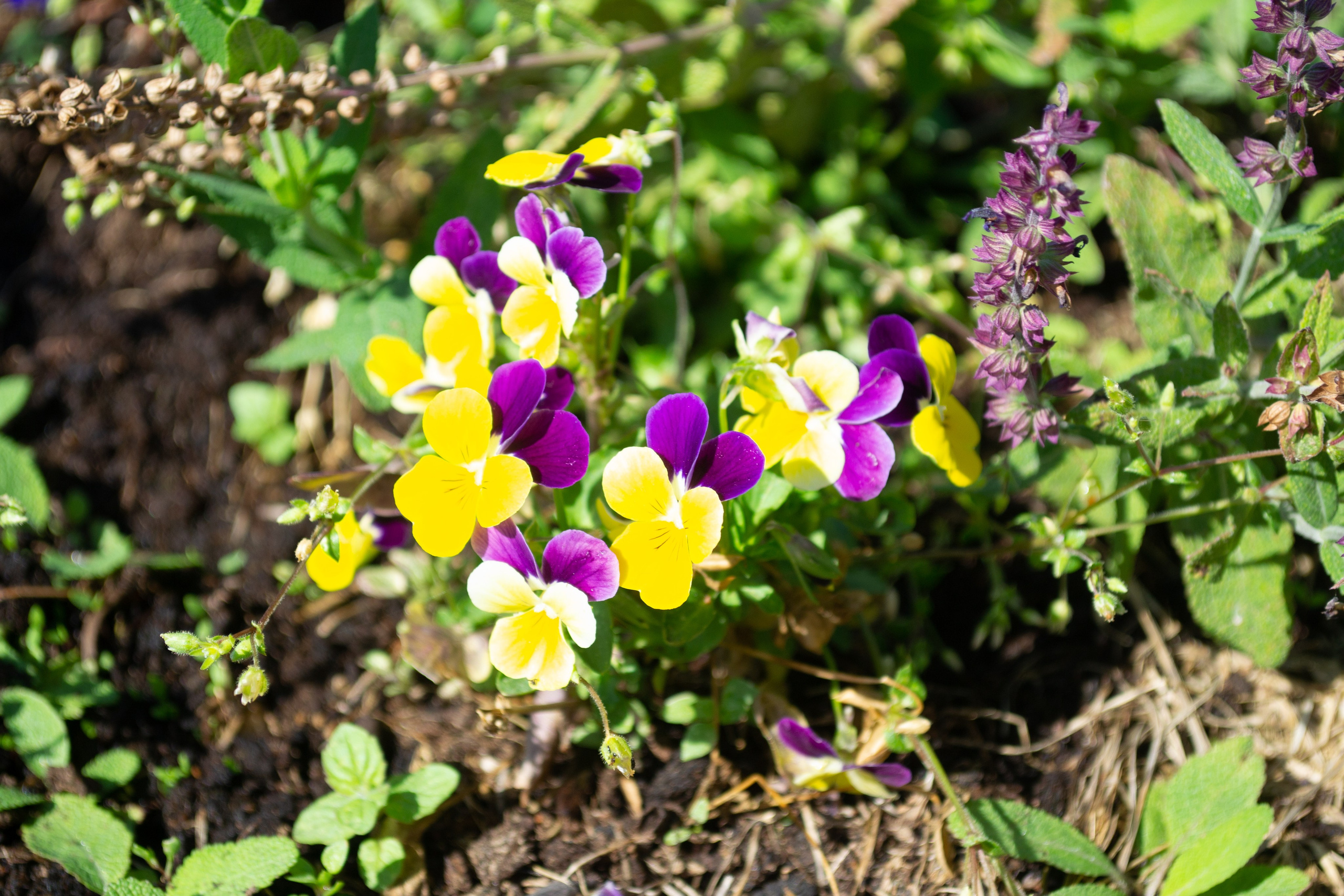 Тульская областная онкологическая больница (лето-цветы, NIKON D3100 35 мм F1,8)). Фотограф в Туле Крупский АнДРей. Фотостудия «КАДР71» в Туле