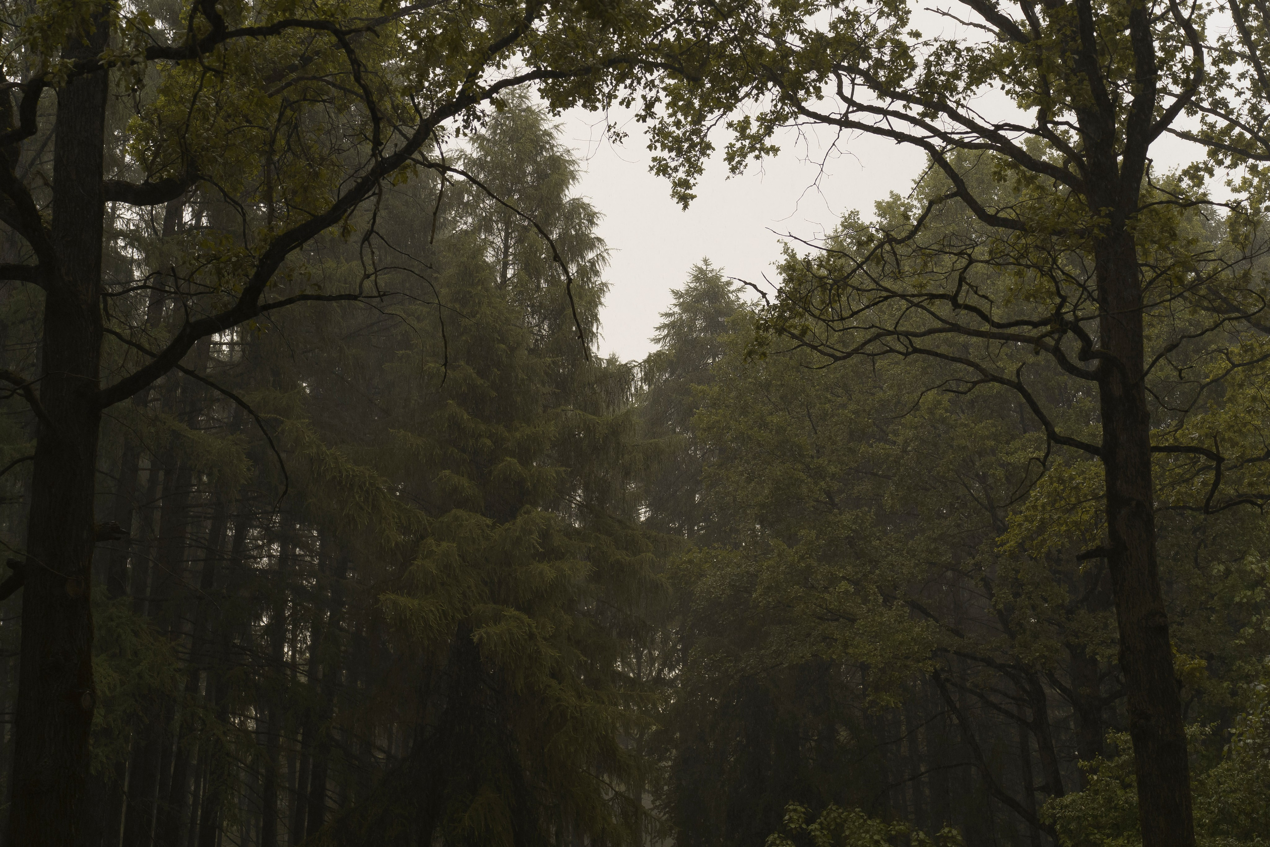 В ОБЪЯТИЯХ ДОЖДЯ. Свадебный фотограф Диана Грицай
