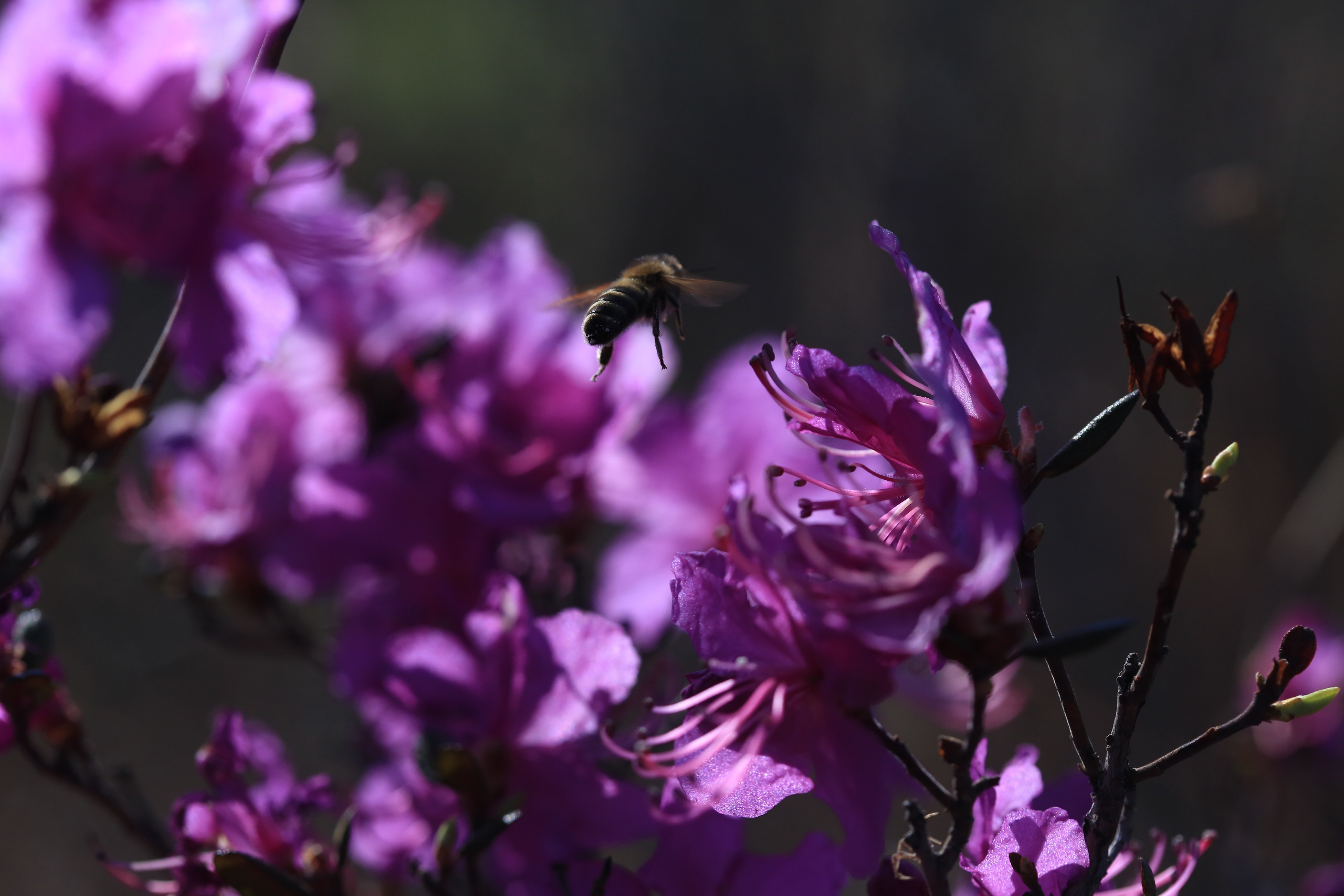 Фото Природы Забайкалья. Студия Максима Белослюдцева